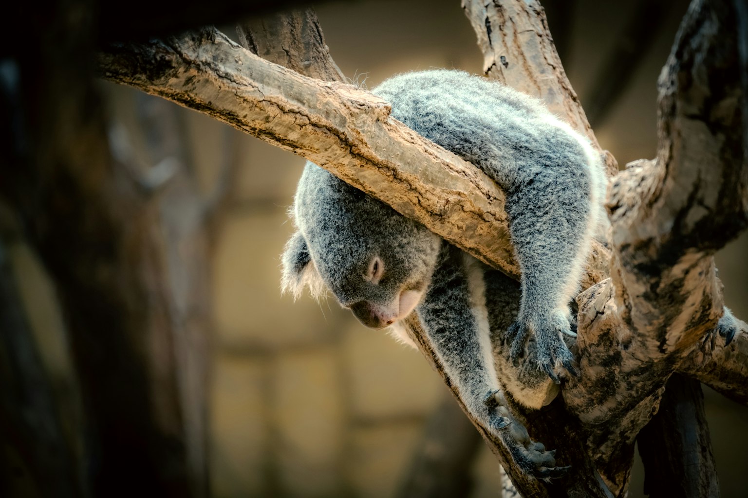 Koala colgado de una rama mostrando la textura y características de su pelaje