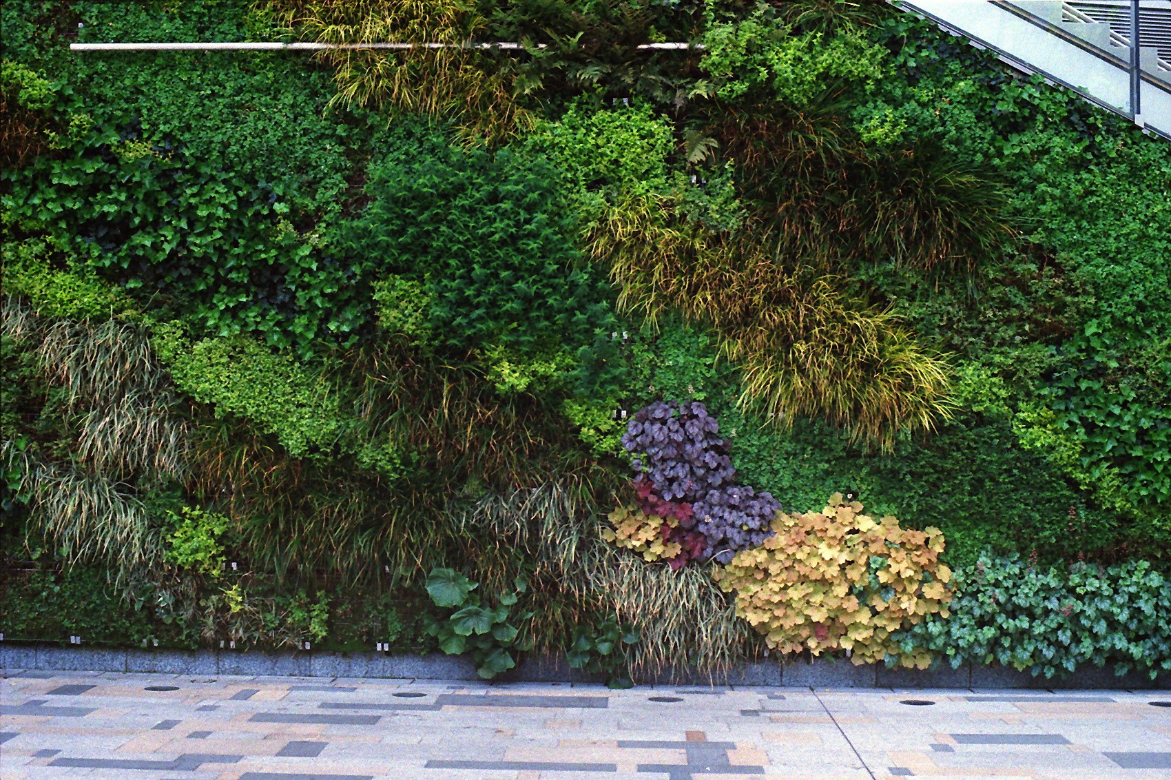 parete di giardino esterna ricoperta di piante verdi e fiori