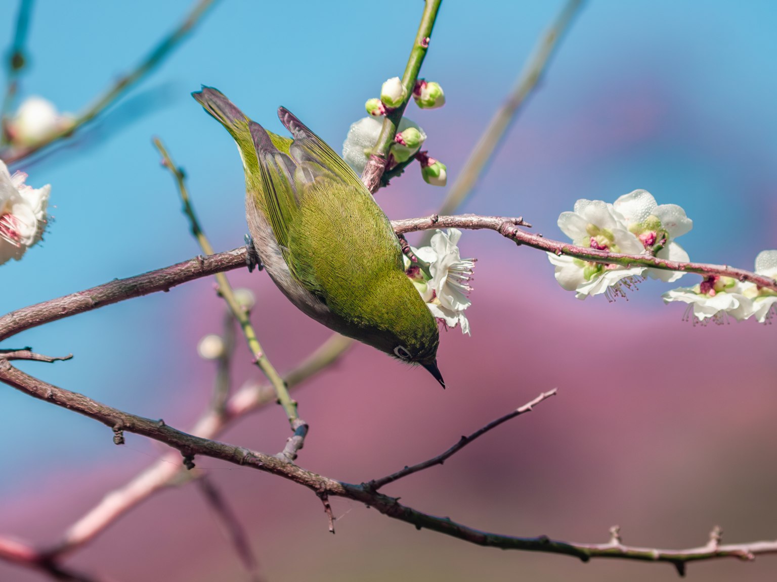 Ein kleiner grüner Vogel, der an einem blühenden Ast hängt