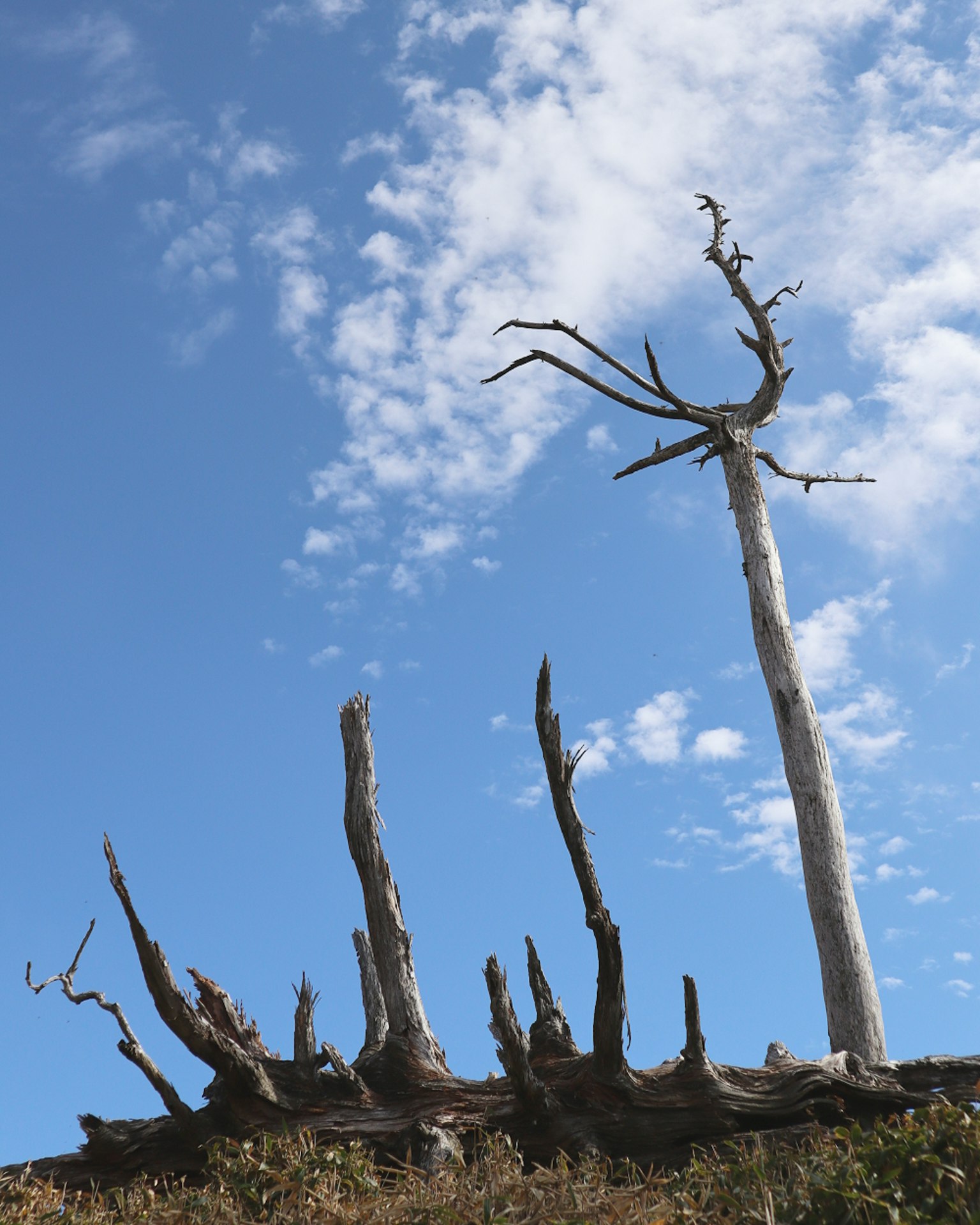 Un albero secco con rami contorti che si erge contro un cielo blu e tronchi caduti intorno