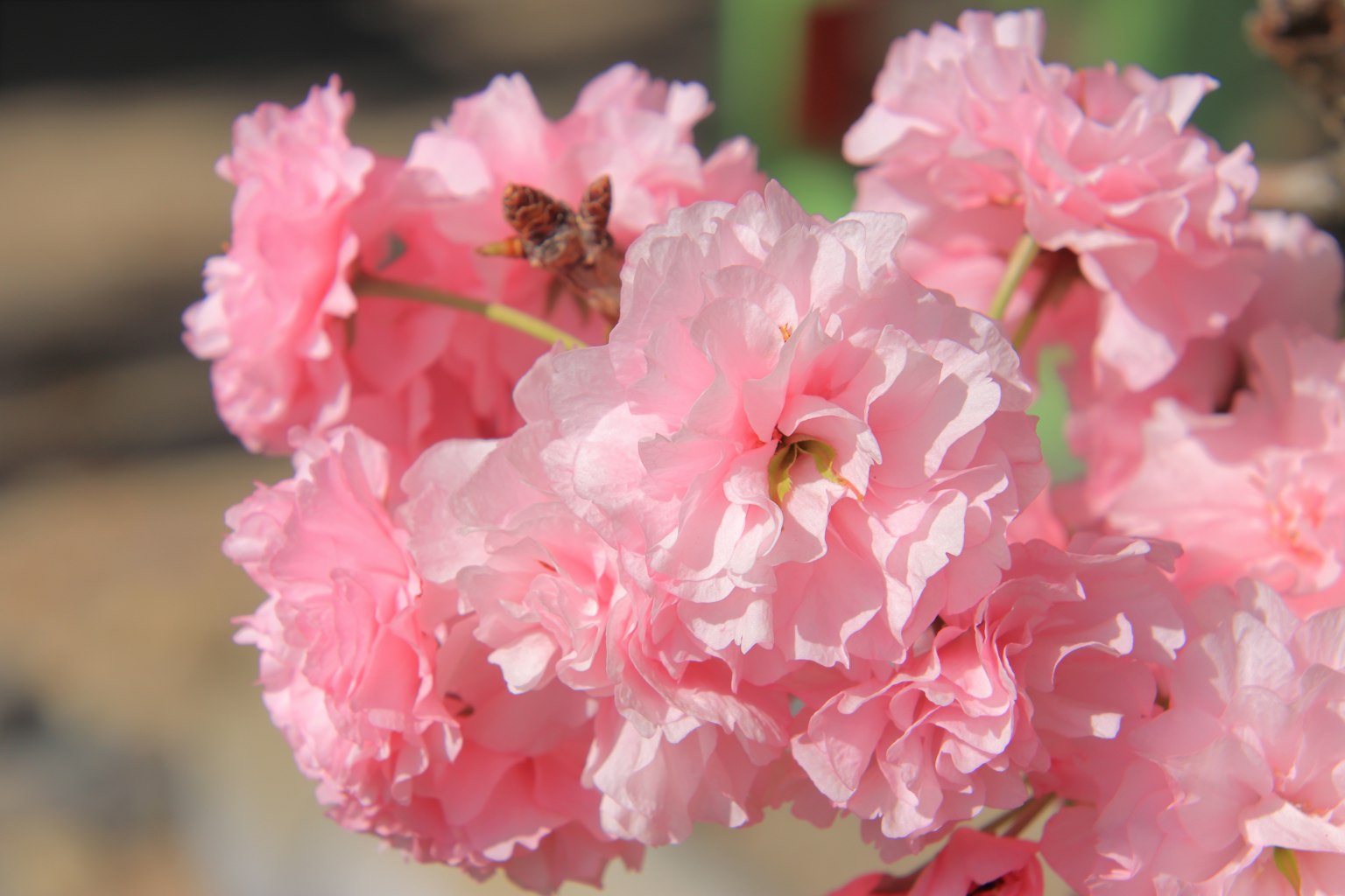 부드러운 분홍색 꽃의 무리