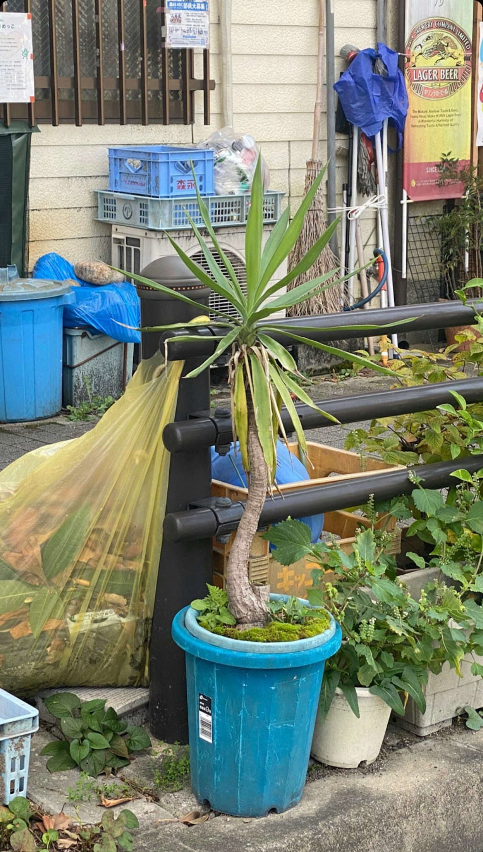 Pianta in vaso accanto a bidoni della spazzatura e sacchi in uno spazio esterno disordinato