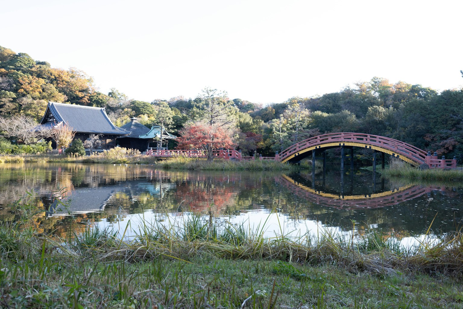美しい池と赤い橋がある日本庭園の風景