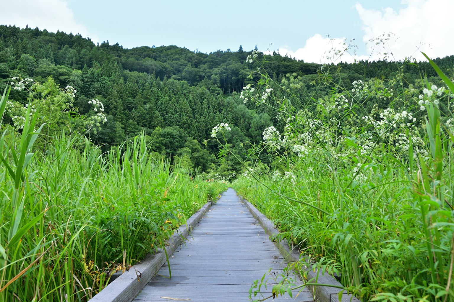 Wooden pathway surrounded by lush green vegetation and flowers