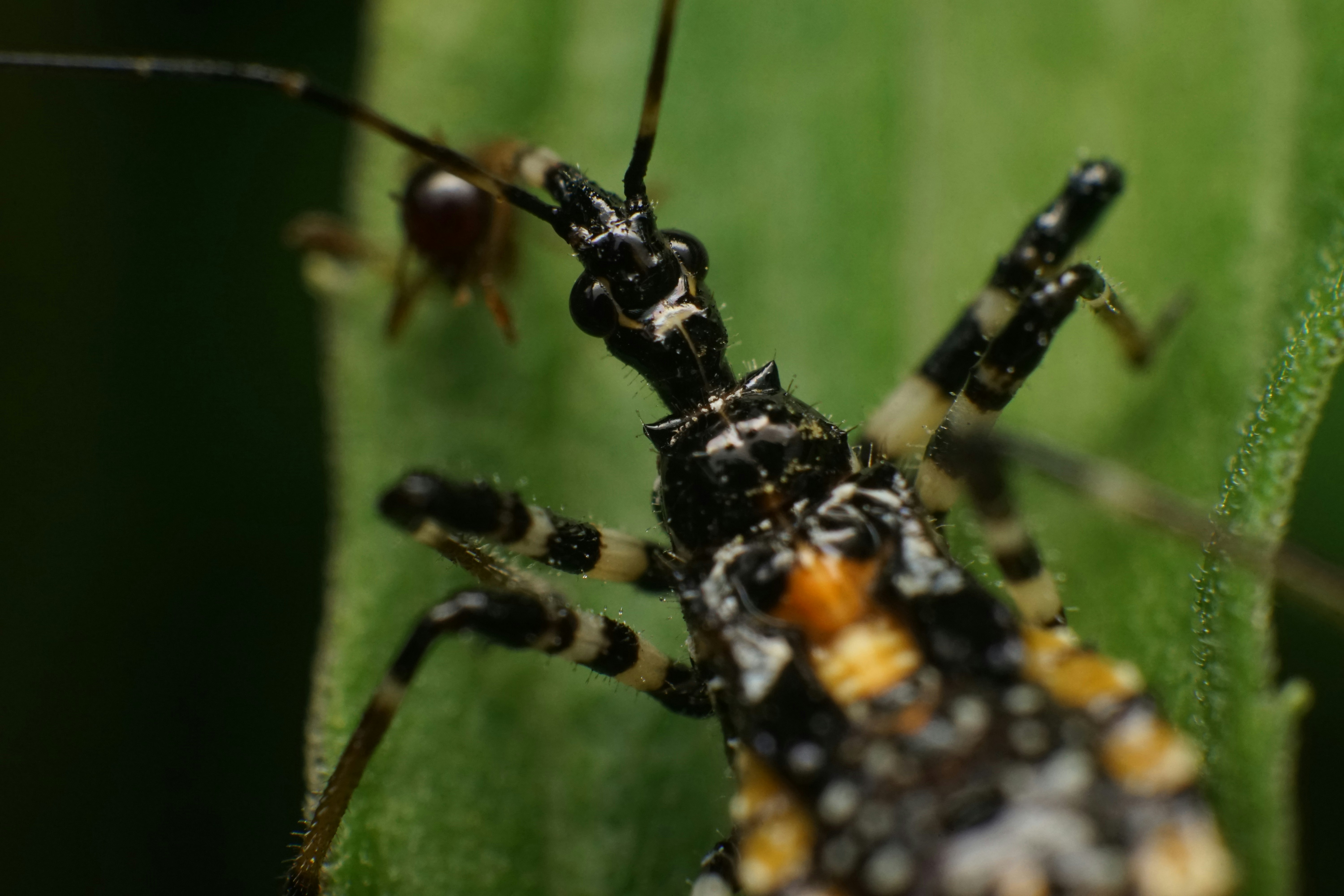 Gros plan d’une punaise prédatrice (Sphedanolestes impressicollis) sur l’herbe