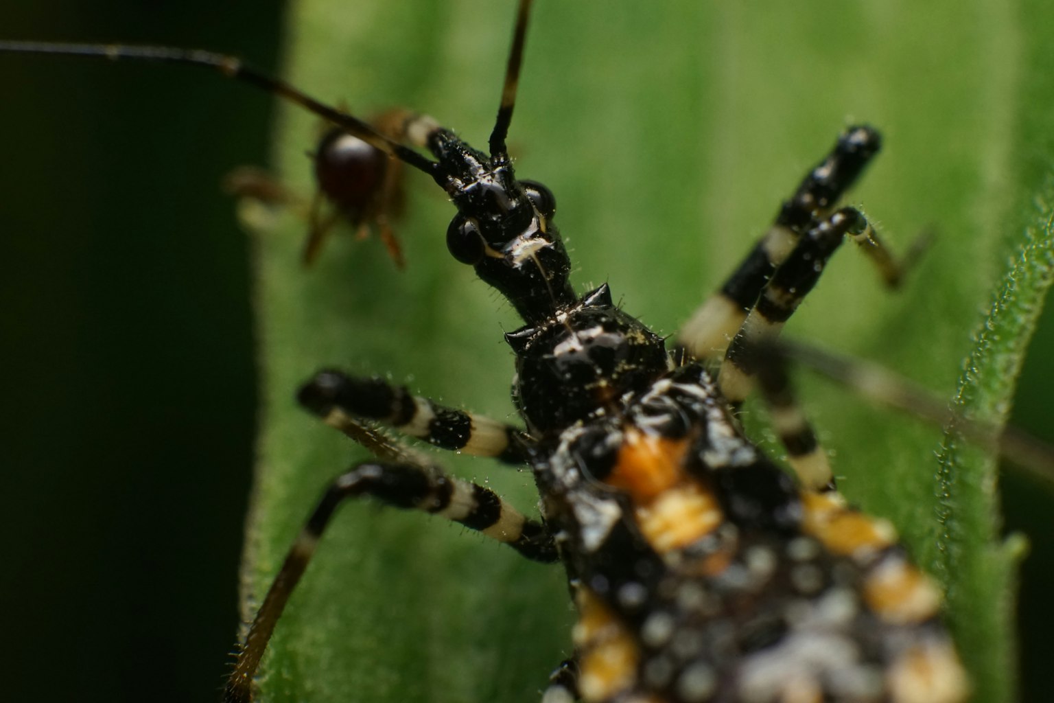 Nahaufnahme eines Insekts auf einem grünen Blatt mit einem charakteristischen schwarz-orange gemusterten Körper