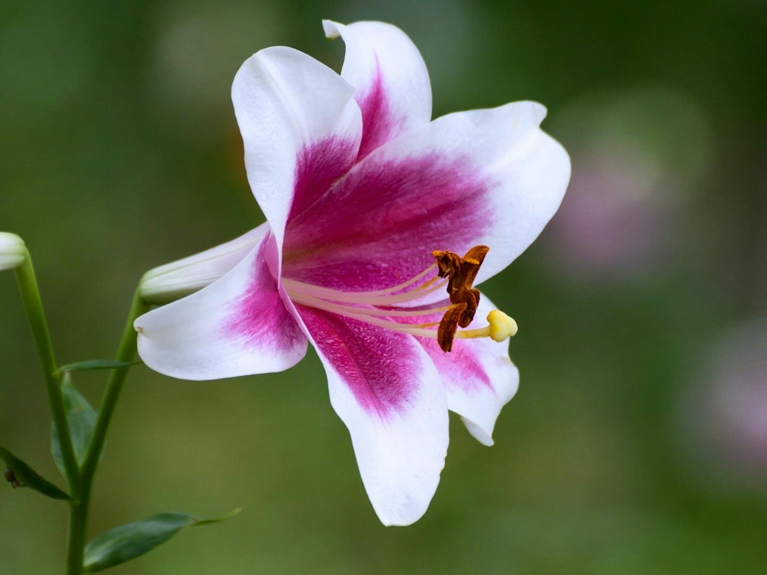 Hermosa flor de lirio blanco con marcas rosas