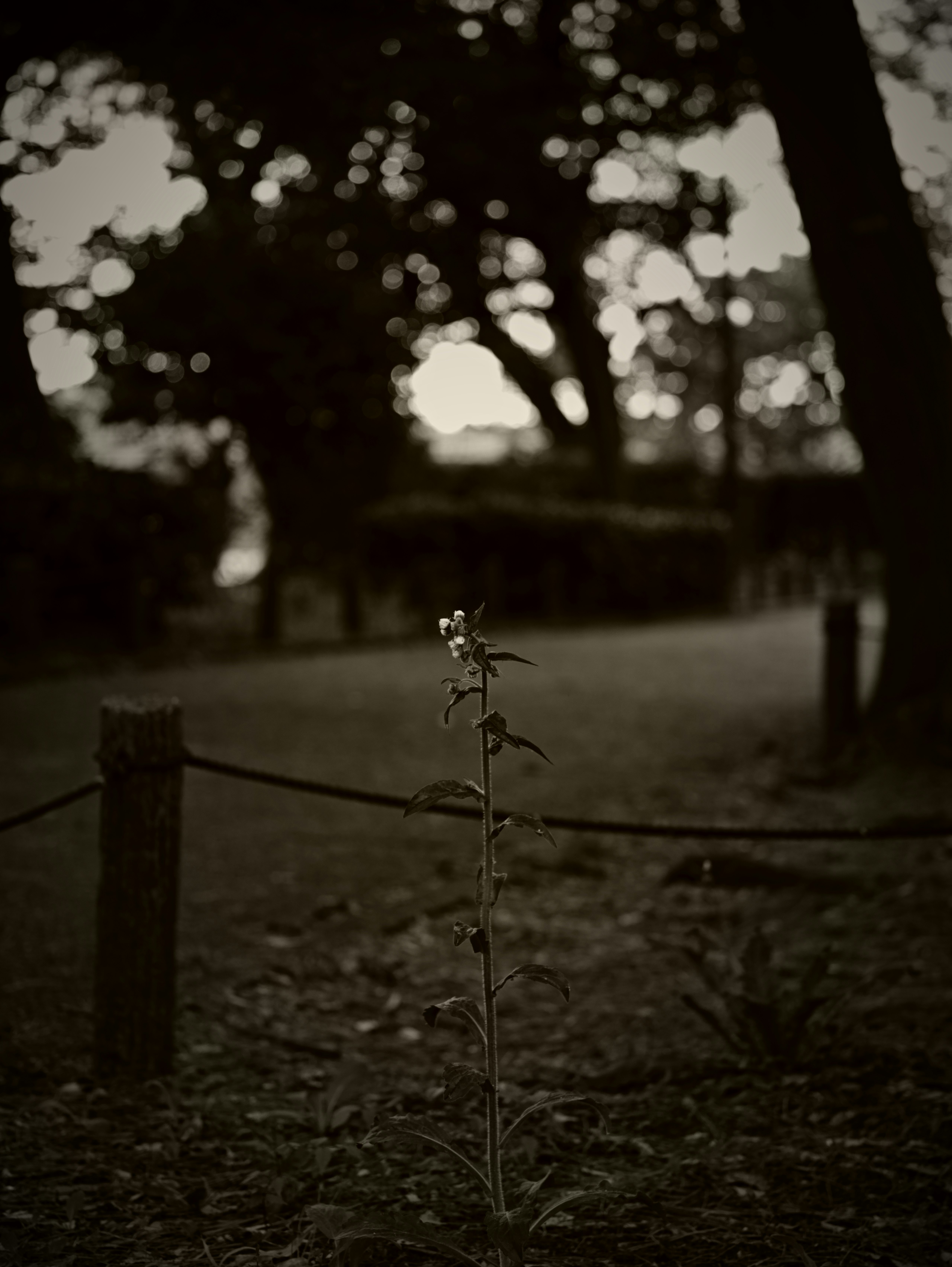 夕暮れの公園で小さな花が揺れる風景