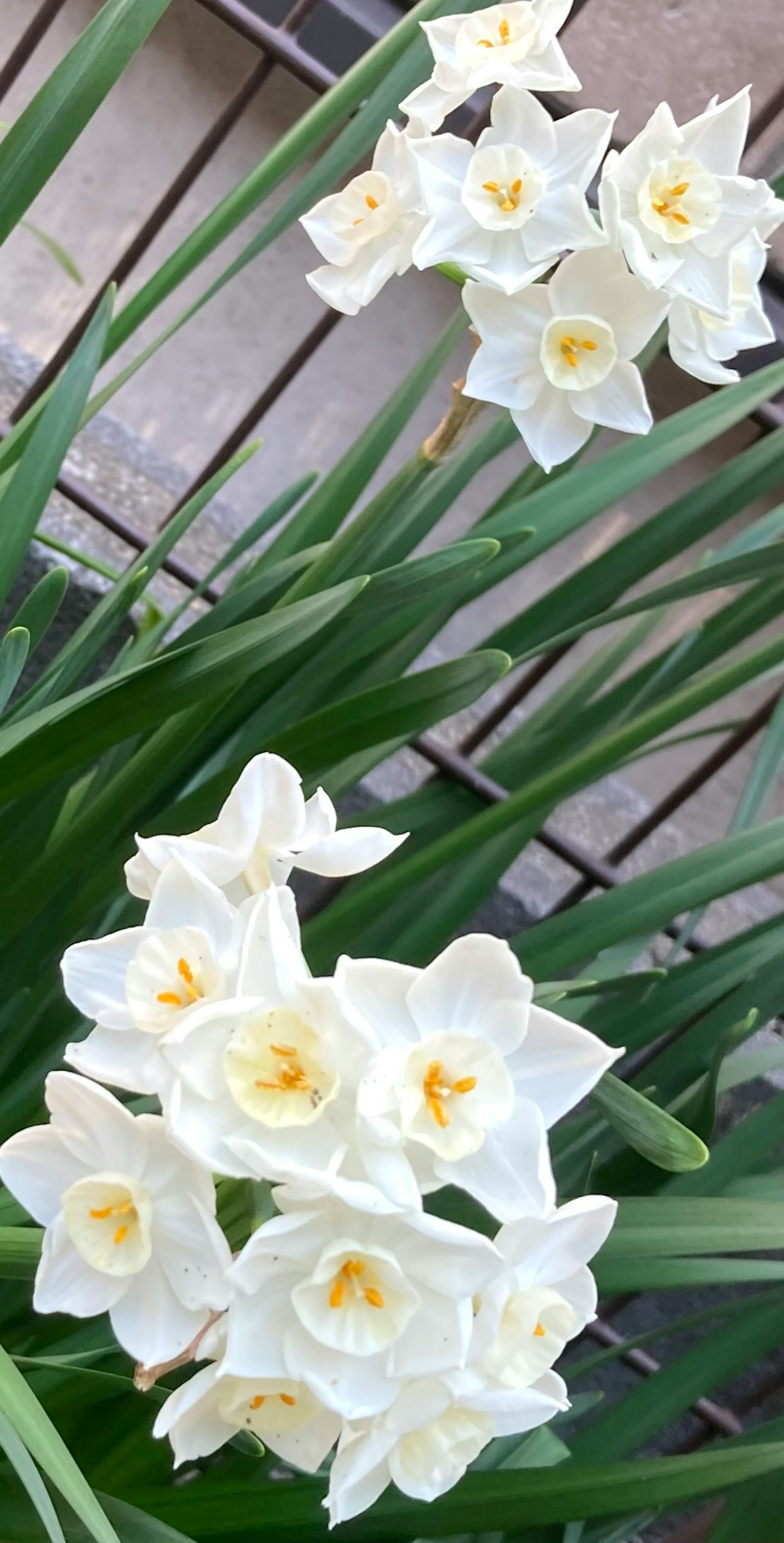 特寫一株開著白花的植物