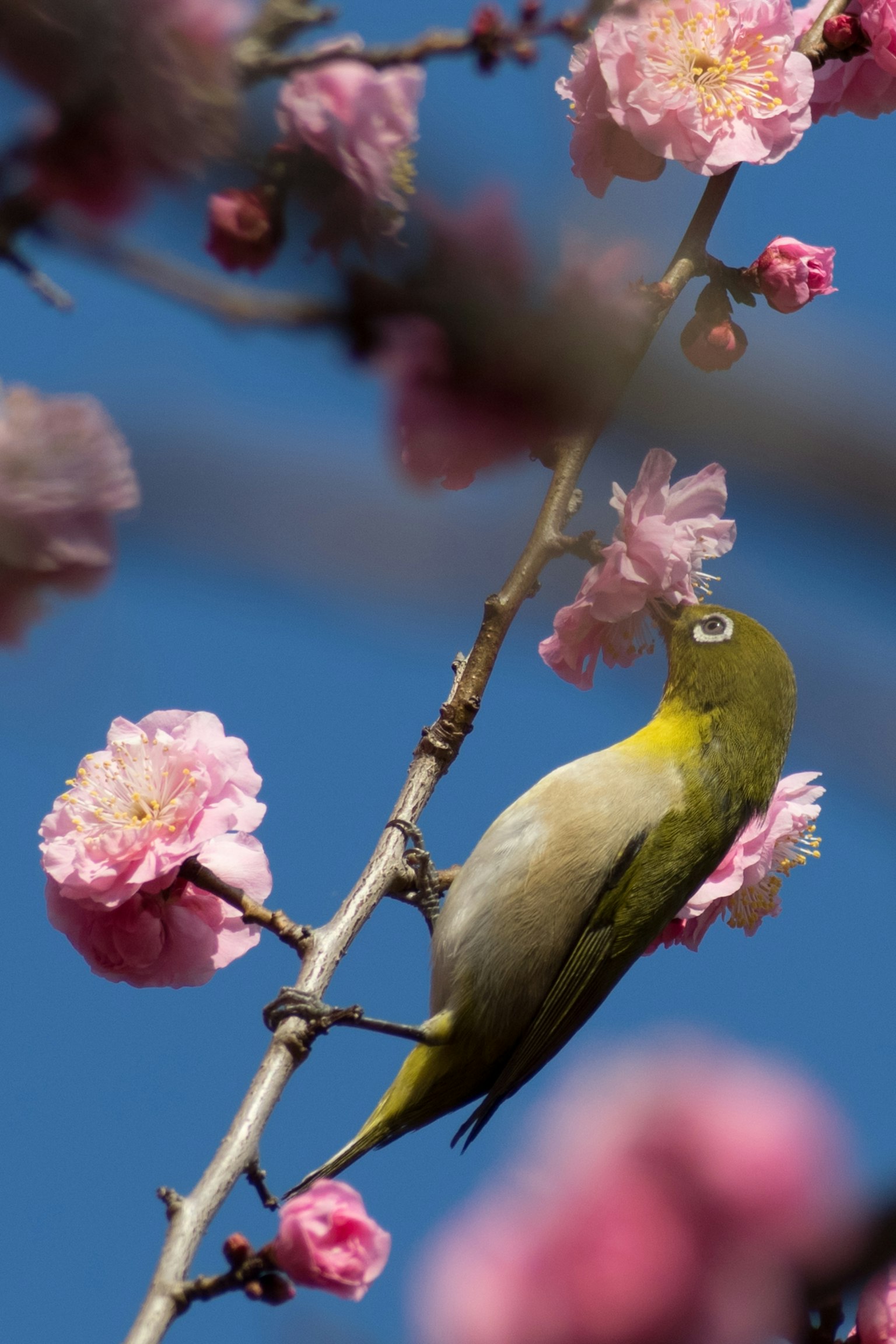Kleiner grüner Vogel auf rosa Blüten vor blauem Himmel
