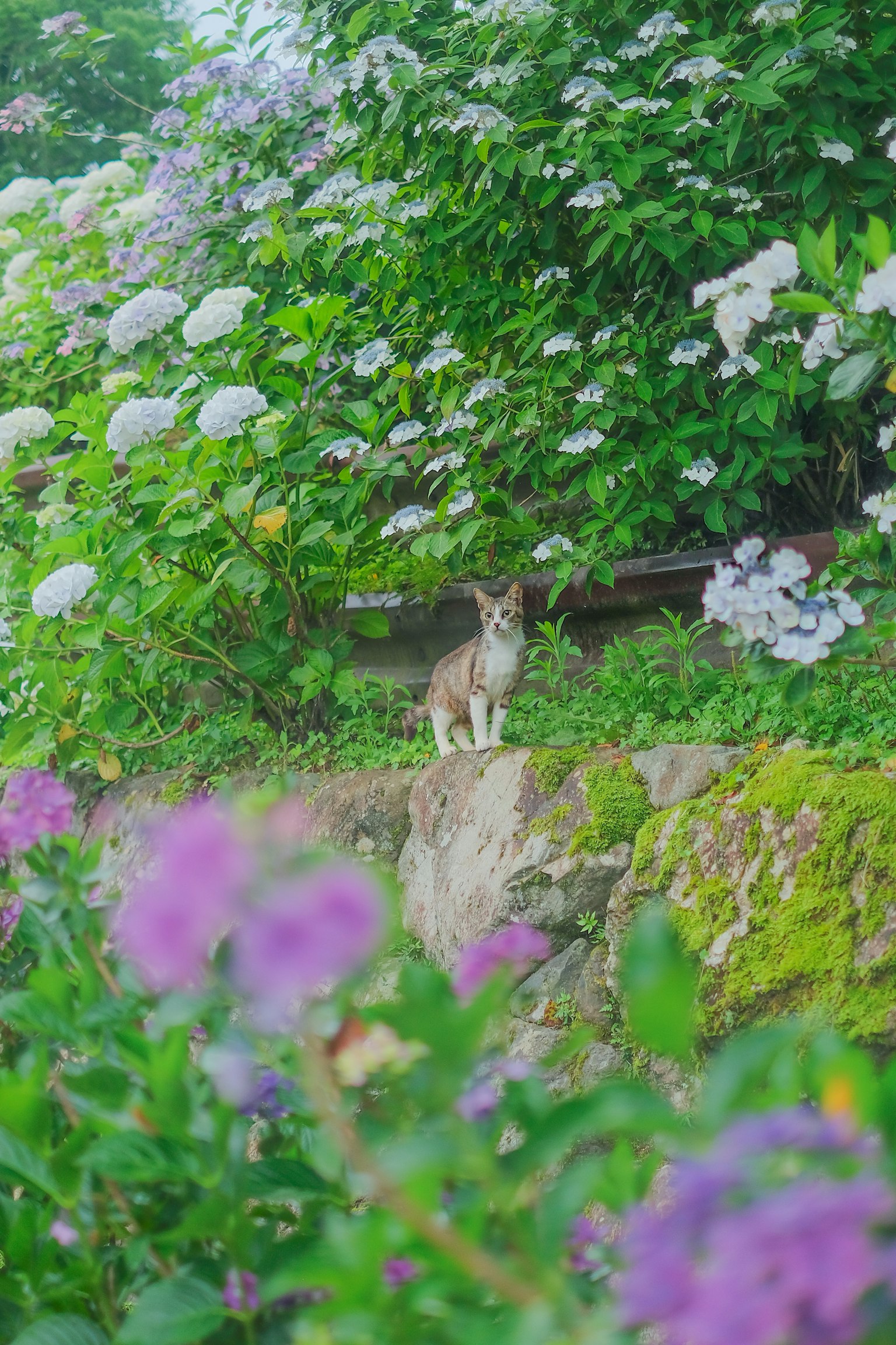 A cat surrounded by colorful flowers in a garden
