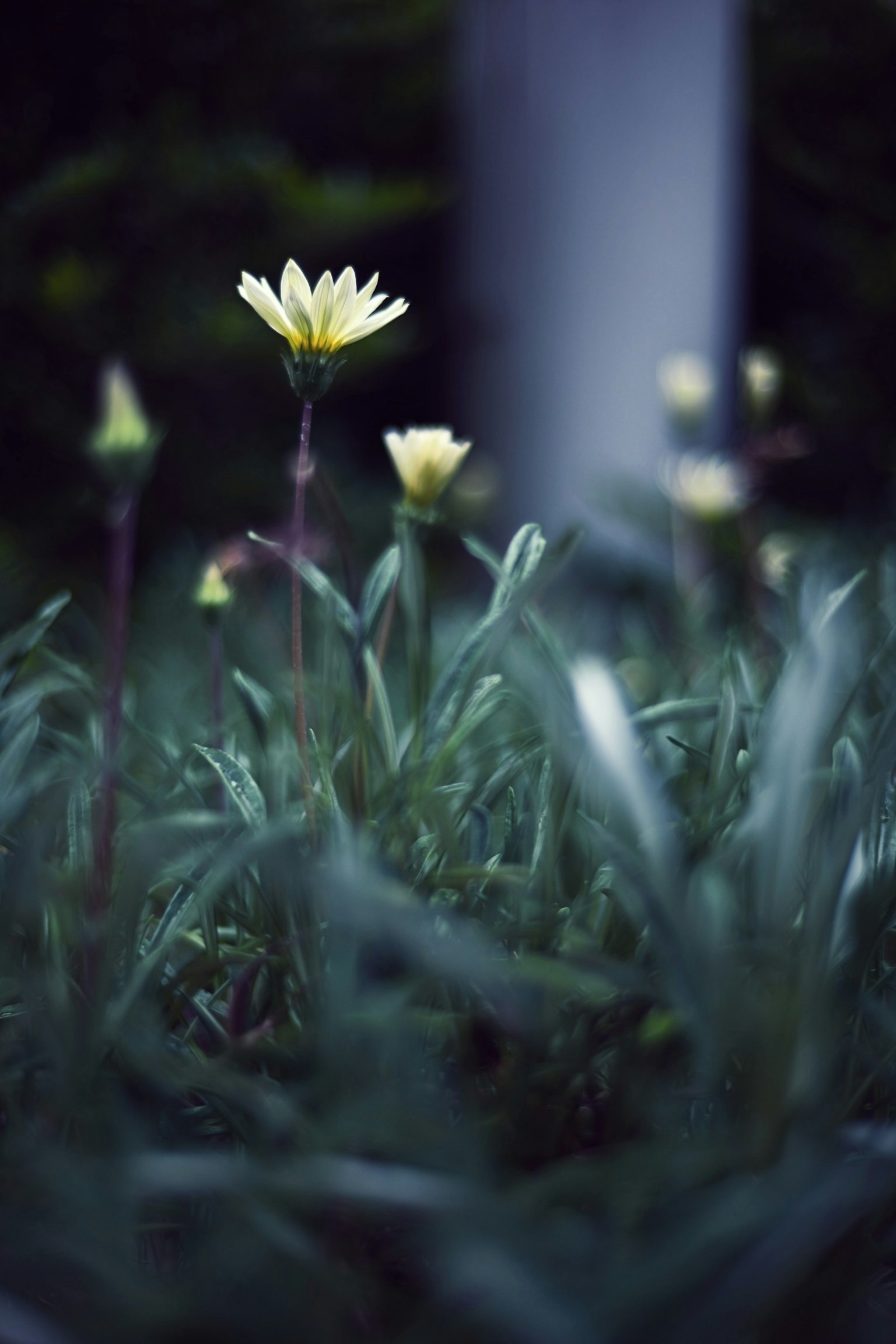 Escena de flores amarillas floreciendo entre la hierba verde en un fondo oscuro