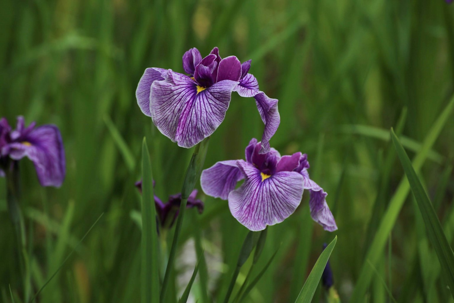 Flores moradas floreciendo entre la hierba verde