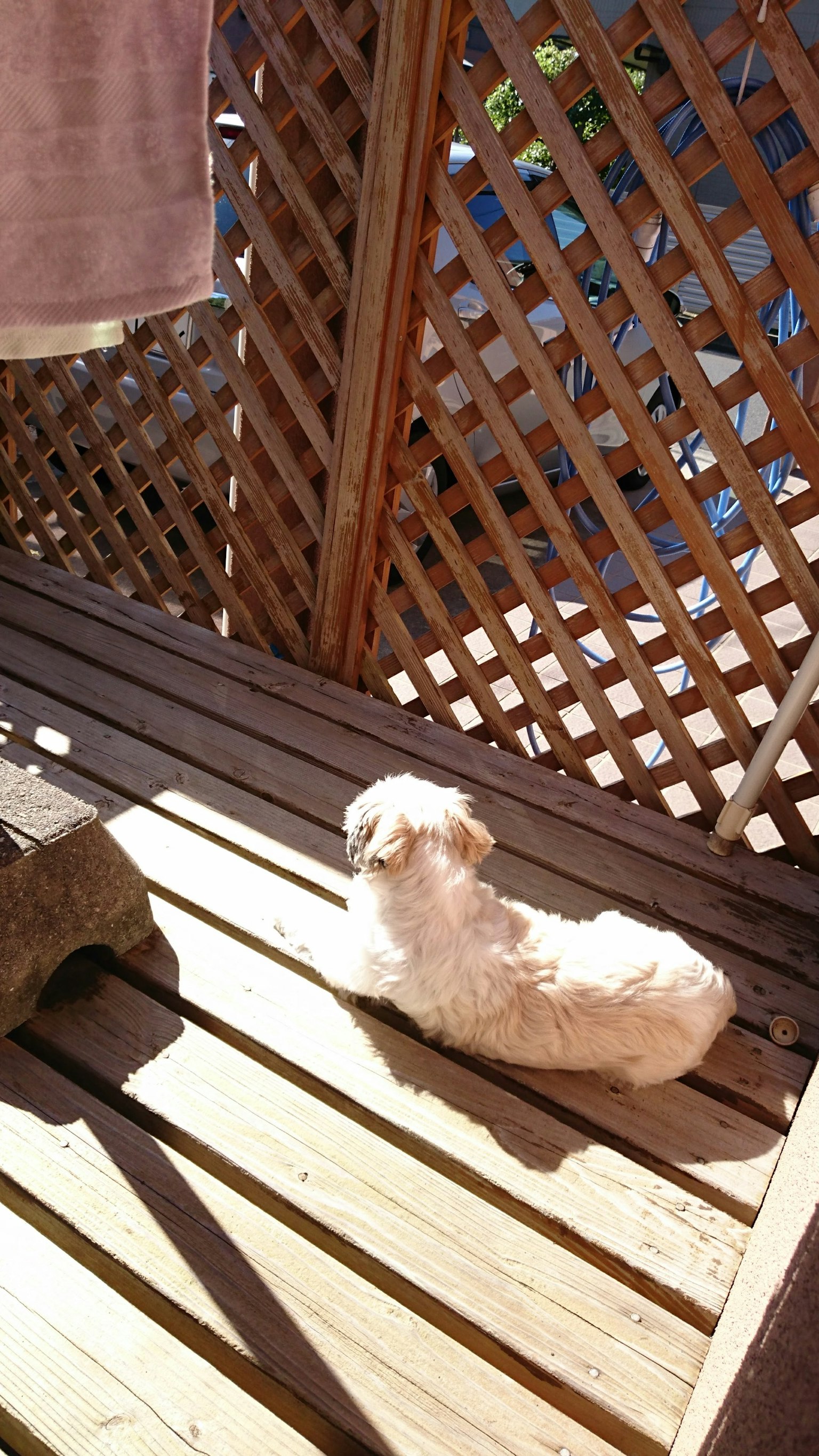 Un cane bianco che si rilassa su un patio in legno alla luce del sole