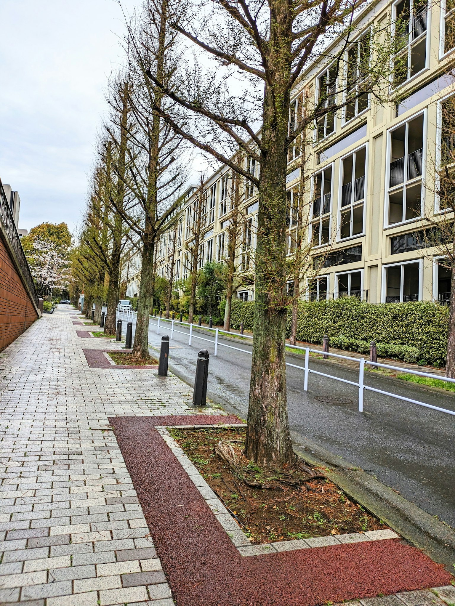 Vista de la calle con árboles alineados y acera pavimentada