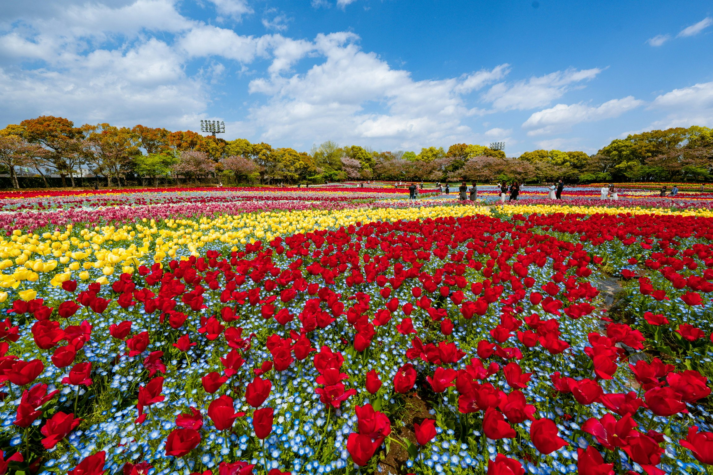 カラフルな花畑の写真 | ロイヤリティフリー & 高解像度画像を無料
