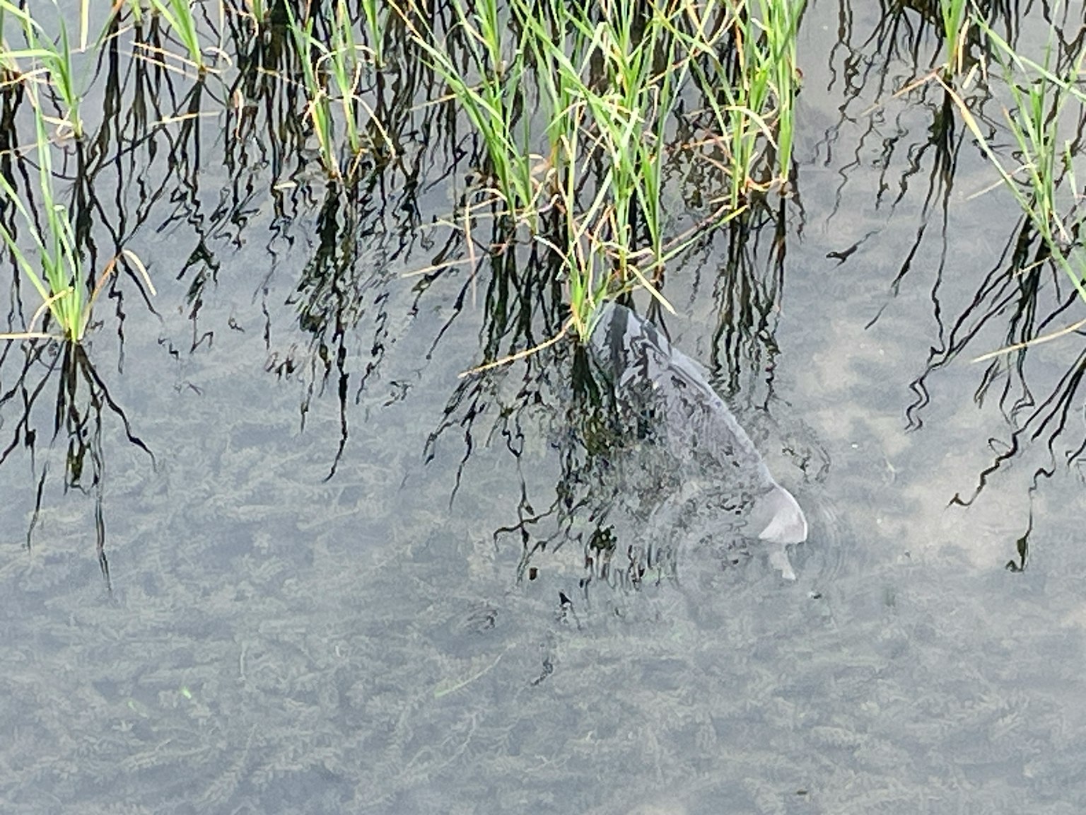 Poisson nageant près de l'herbe dans l'eau peu profonde