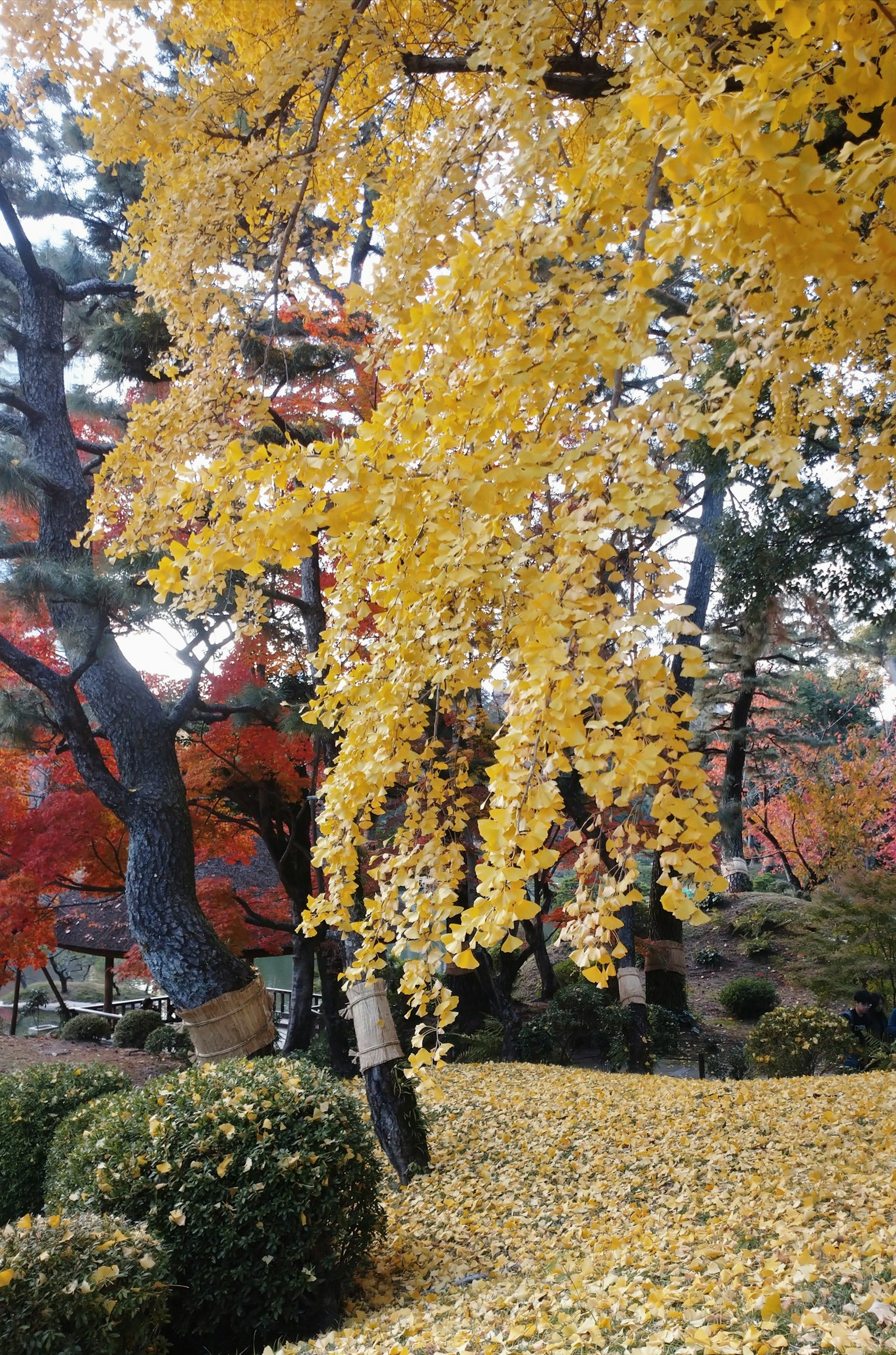 Vista escénica de hojas de ginkgo amarillas colgando en un parque de otoño