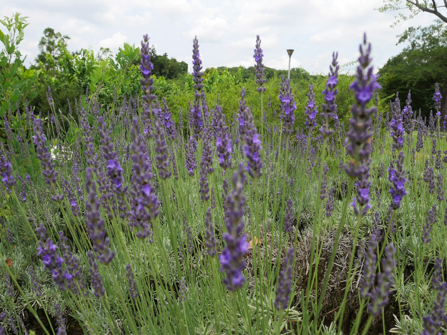 Image of blooming lavender flowers in purple hues