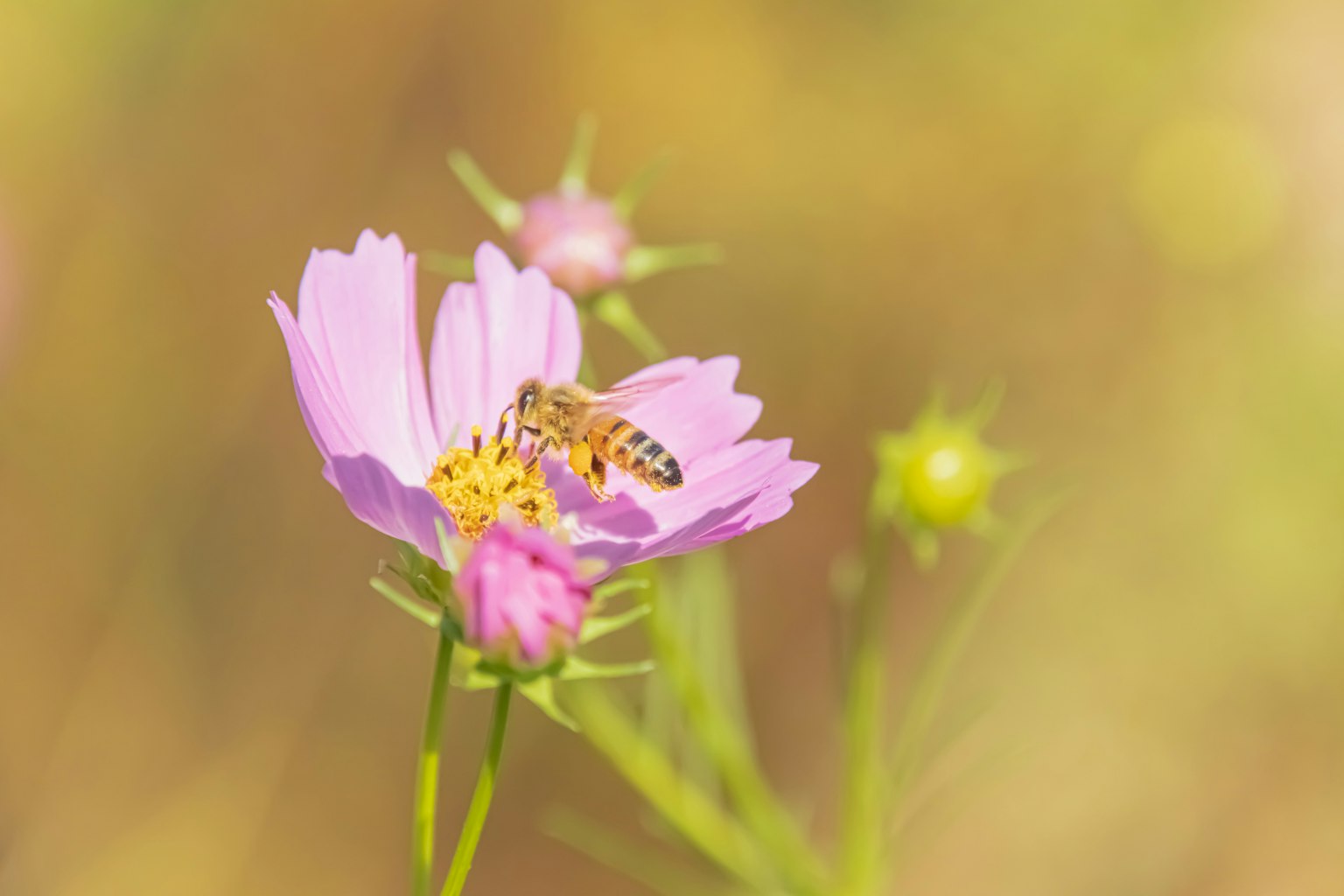 Abeja en una flor rosa con un fondo suave desenfocado