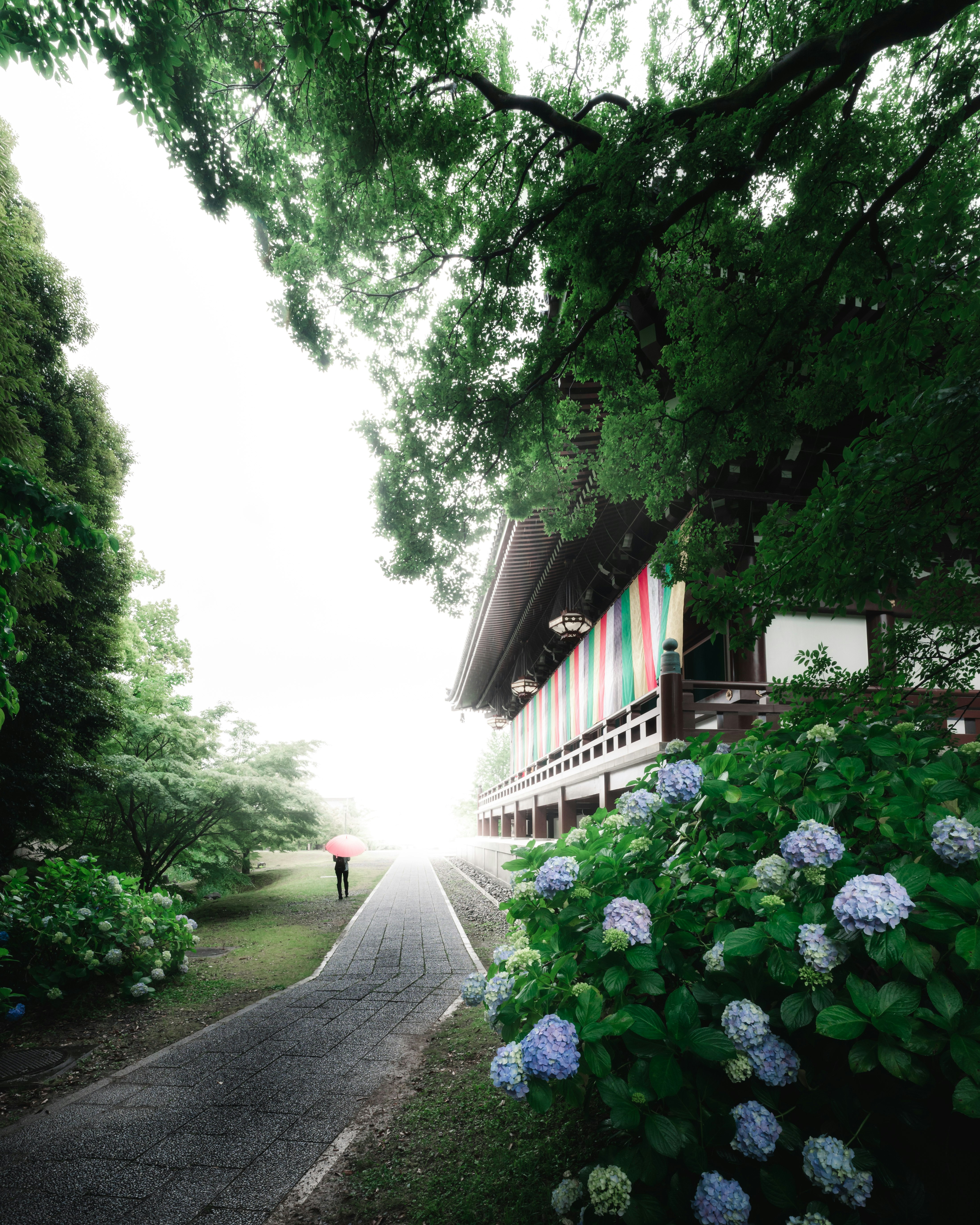 garden path with hydrangeas along a tree-lined walkway