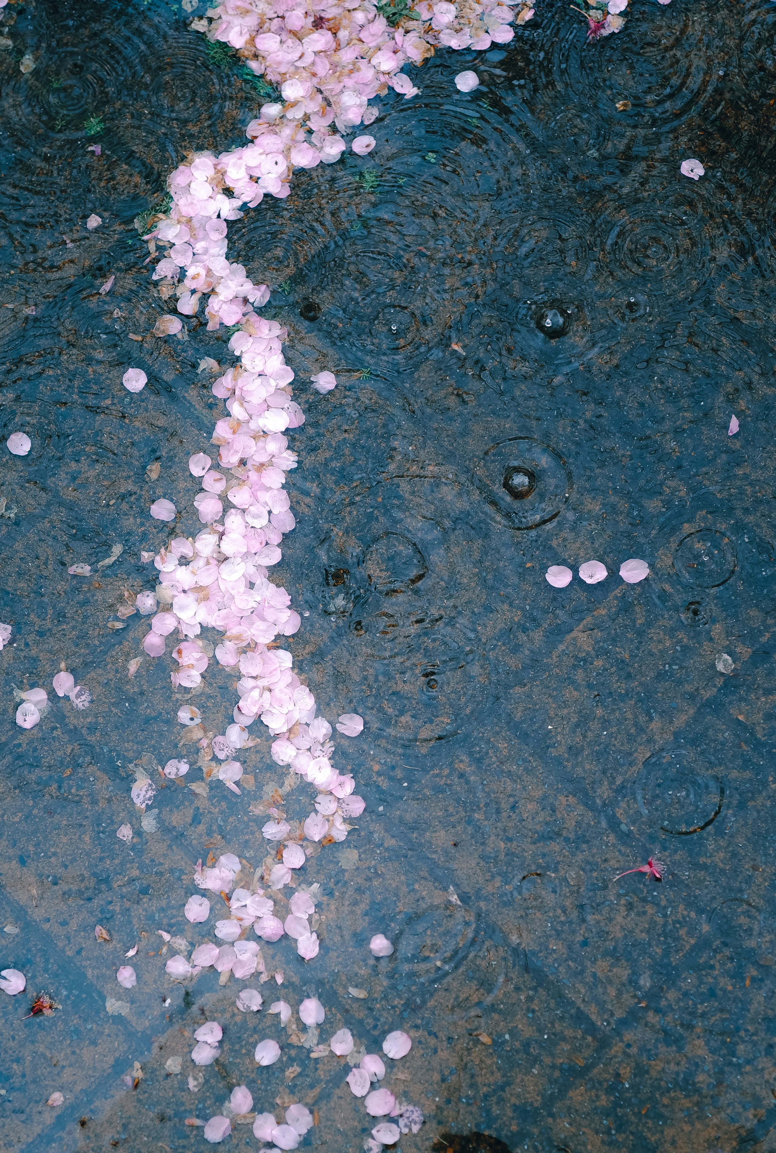 蓝色表面上散落的浅粉色花瓣