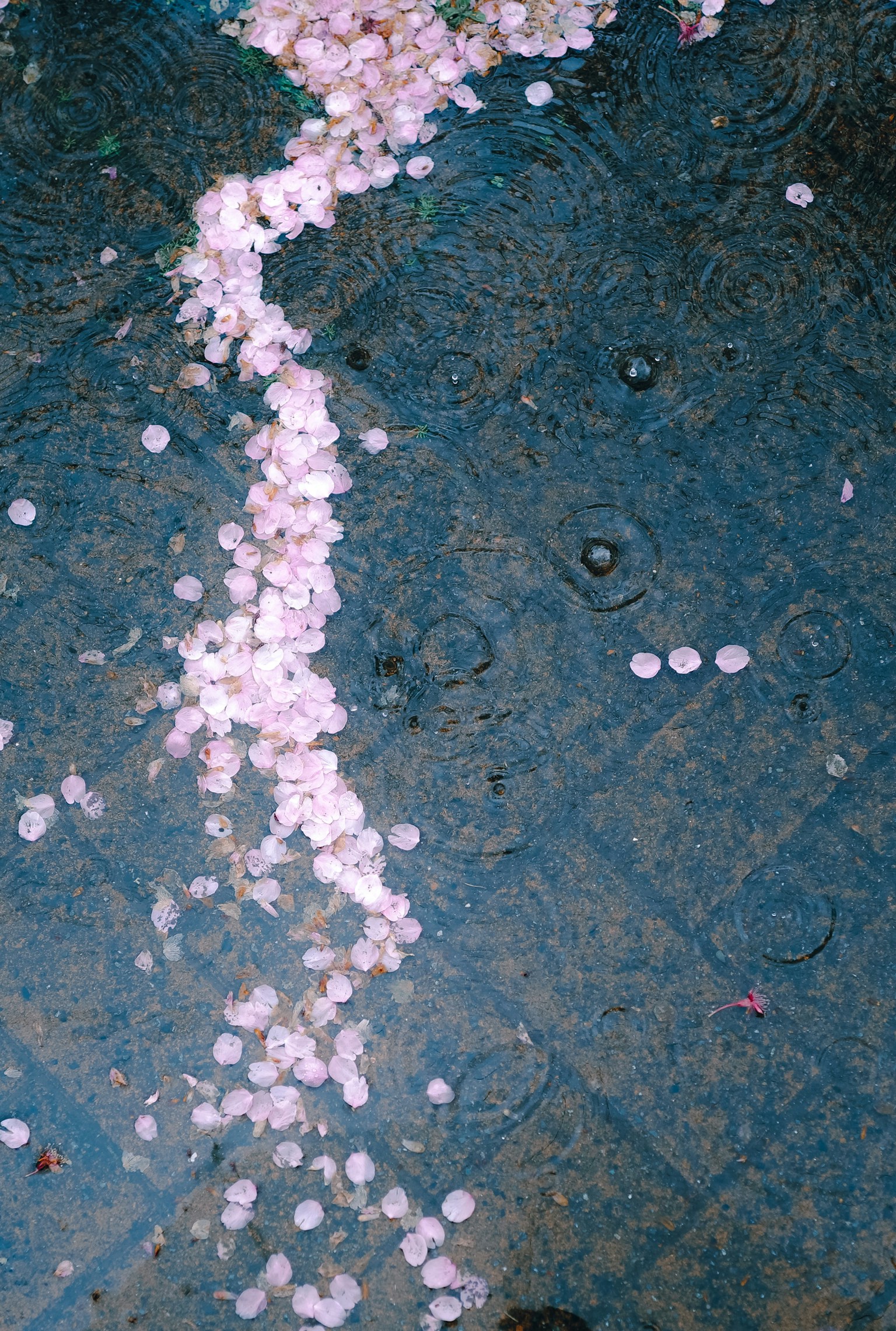 Un flot de pétales de cerisier éparpillés sur une surface bleue