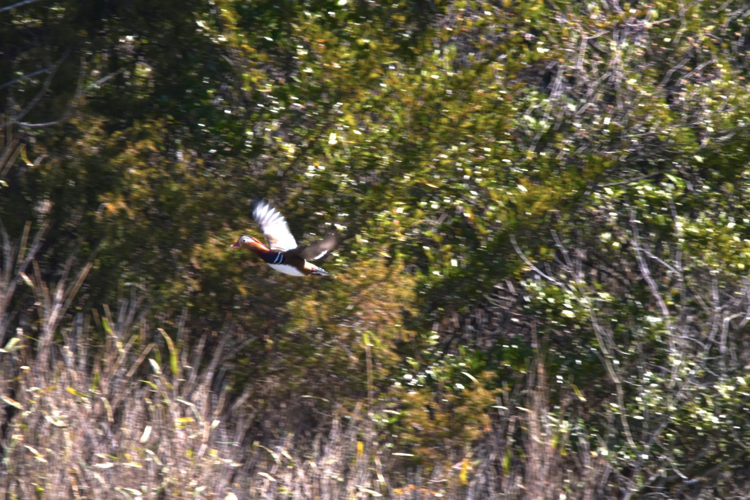 Uccello in volo su fogliame verde