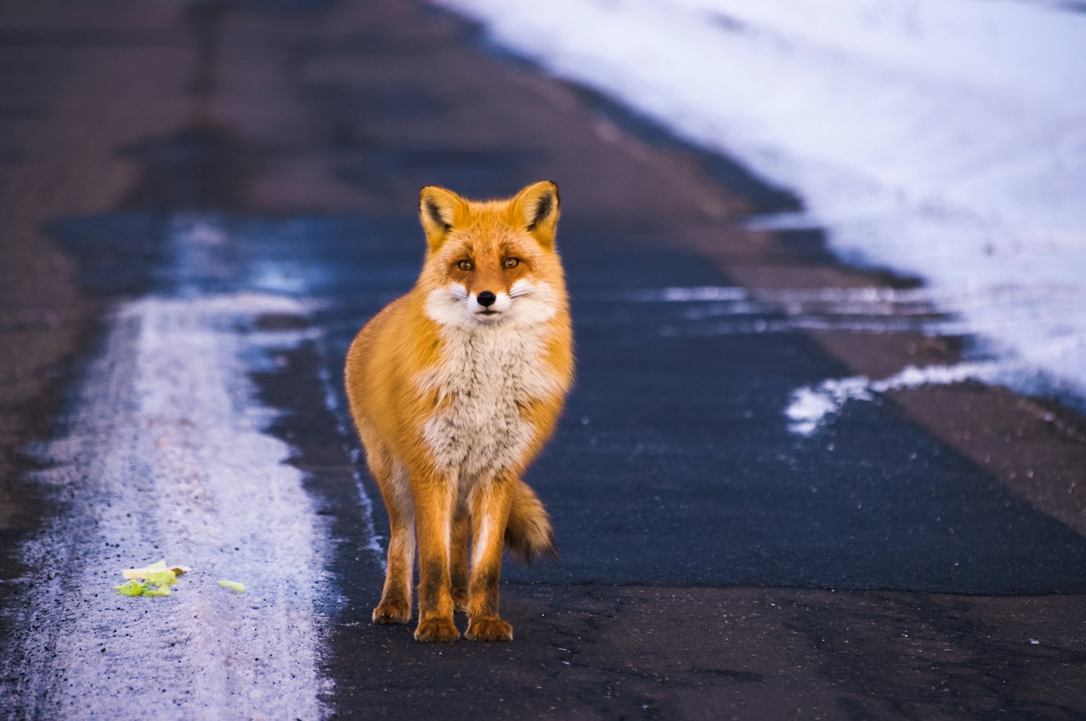 Orange fox standing on a snowy road