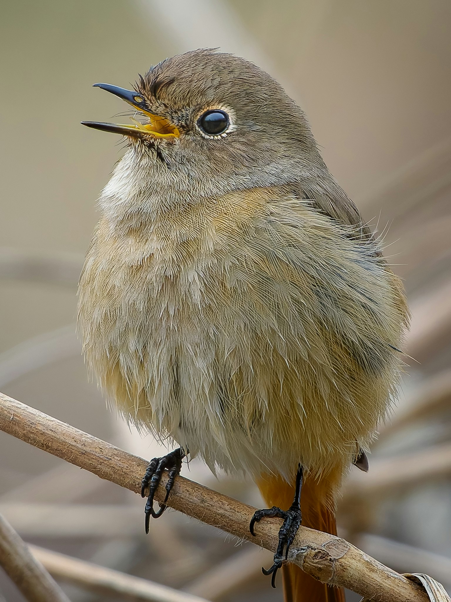 Un petit oiseau perché sur une branche L'oiseau a des plumes duveteuses avec des teintes brunes et orange