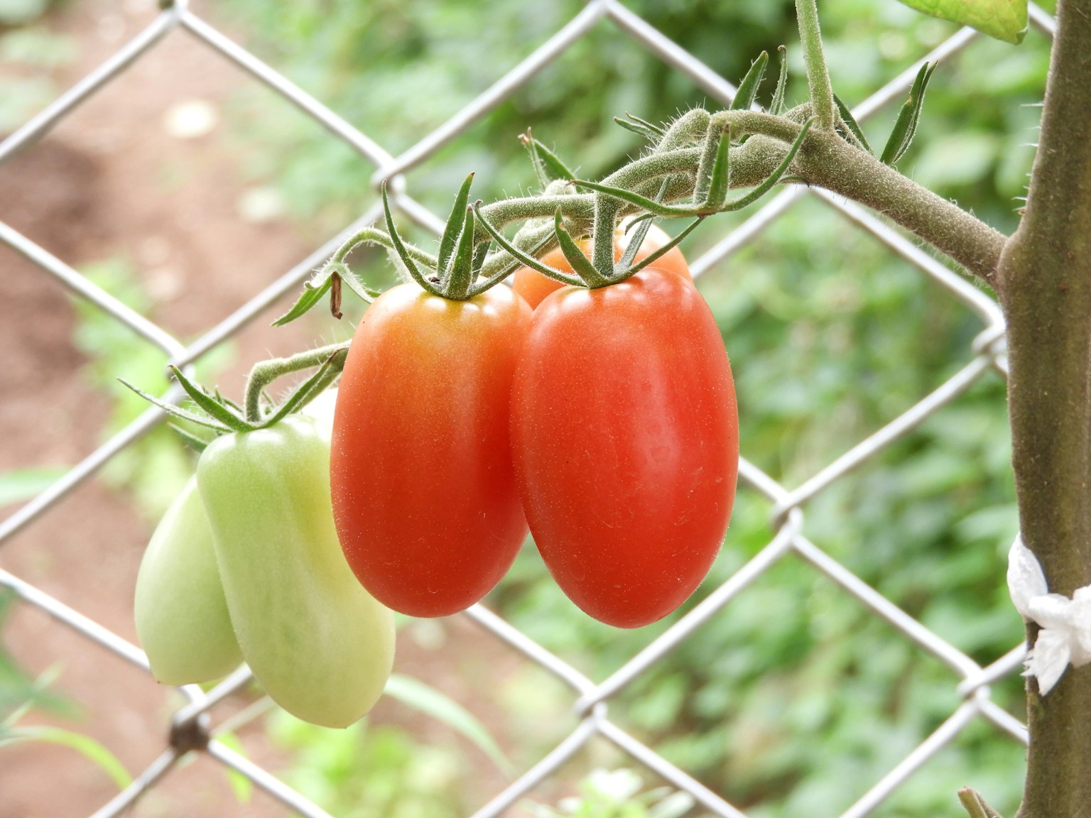 Immagine di pomodori rossi appesi a un tralcio con sfondo verde