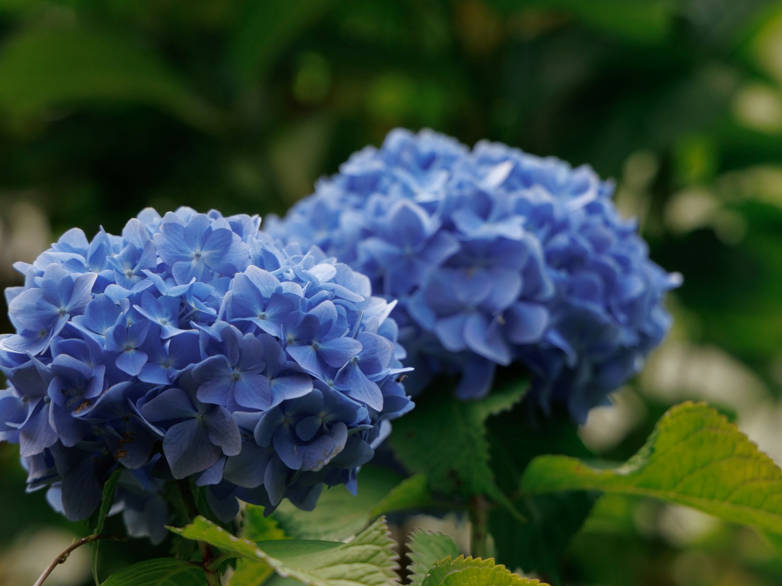 Blaue Hortensienblüten blühen mit üppigem grünem Laub