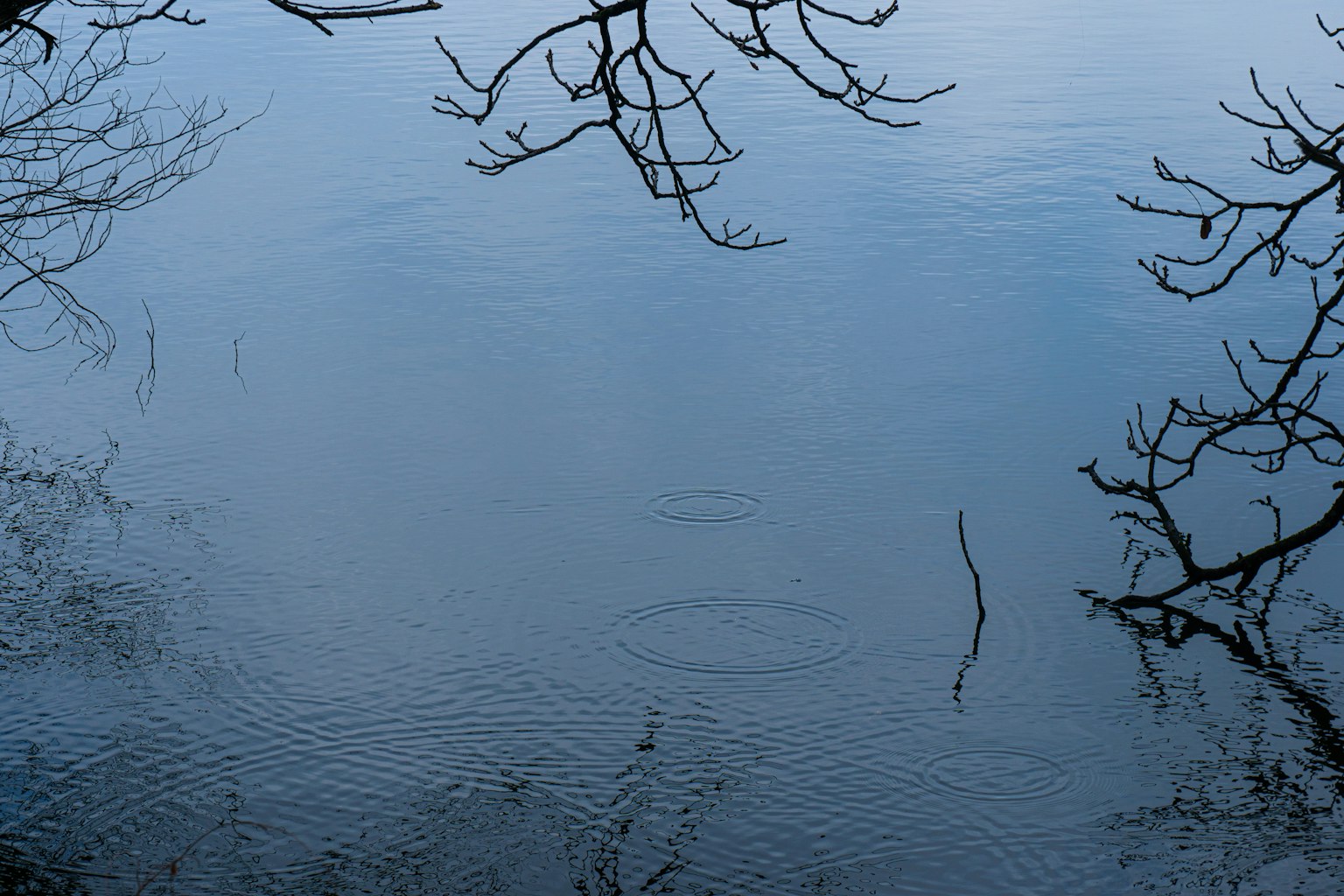 Superficie d'acqua blu calma con rami d'albero spogli riflessi