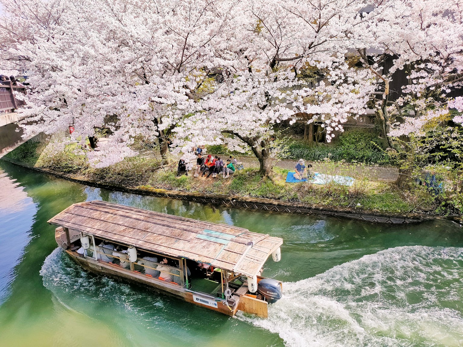Thuyền lướt qua nước dưới cây anh đào nở hoa