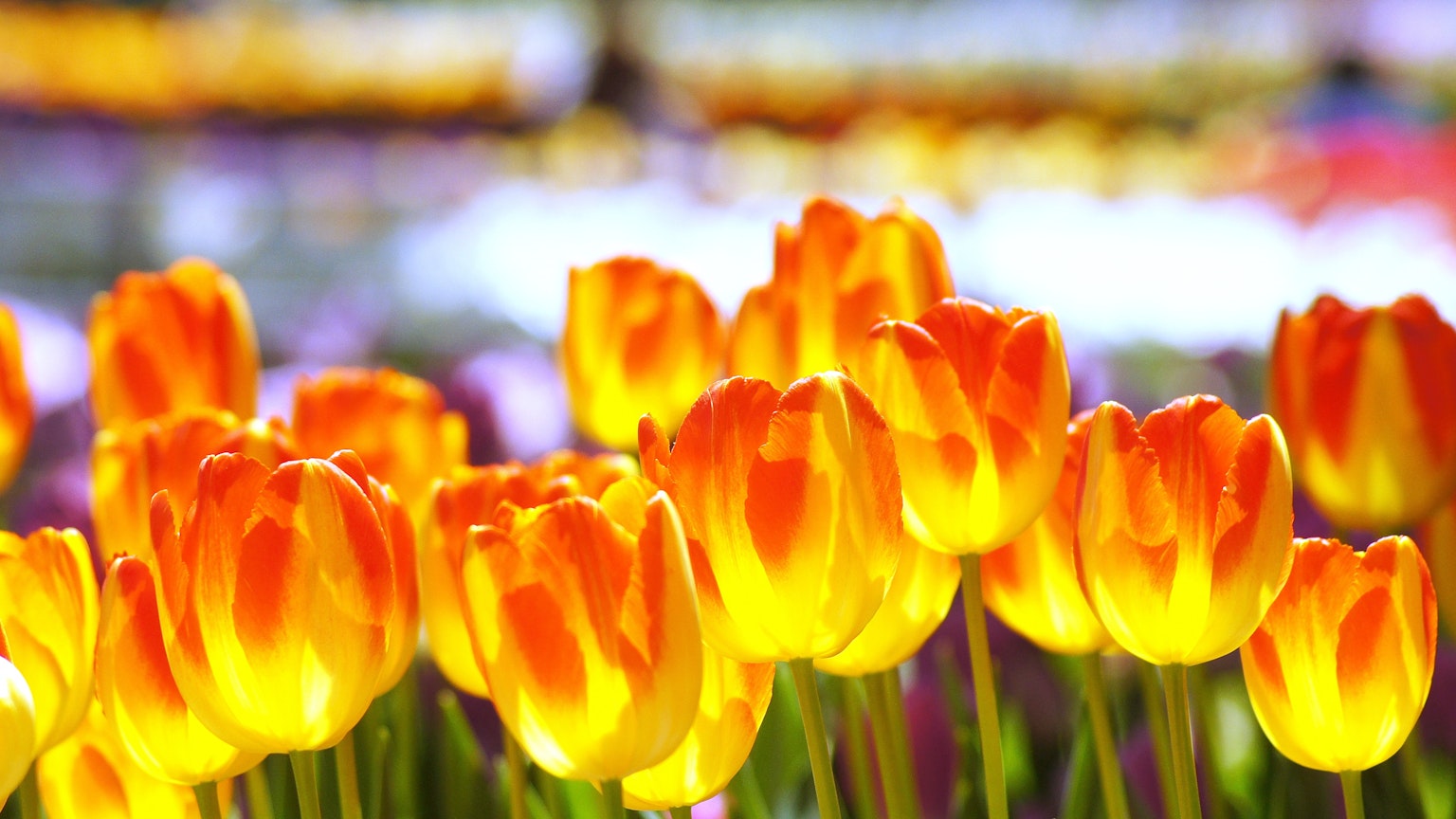 Un groupe vibrant de tulipes orange et jaune en fleurs