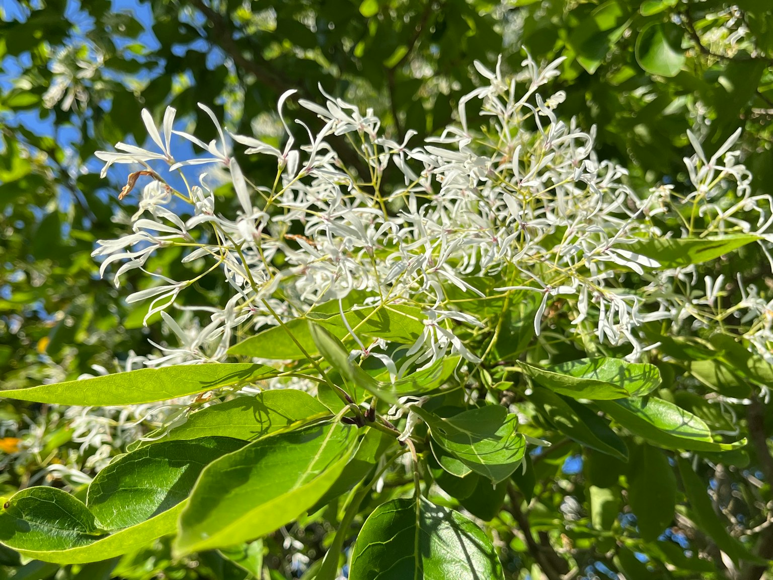Racimo de flores blancas en un árbol de hojas verdes