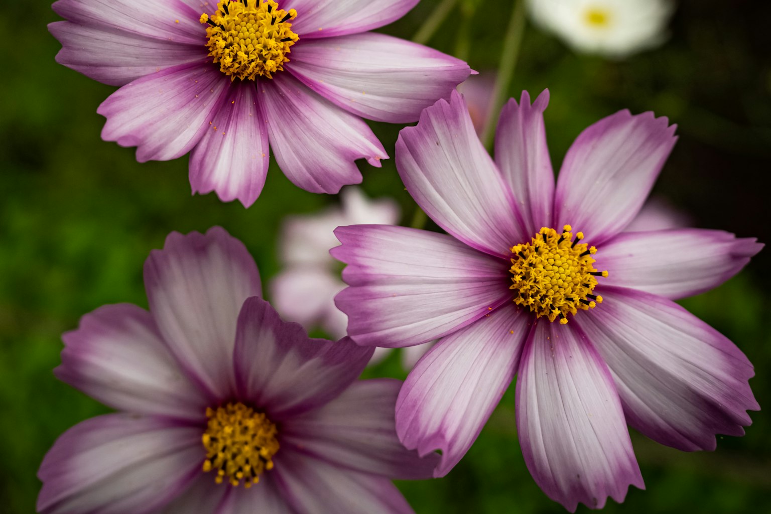 特写的宇宙花，紫色花瓣和黄色花心