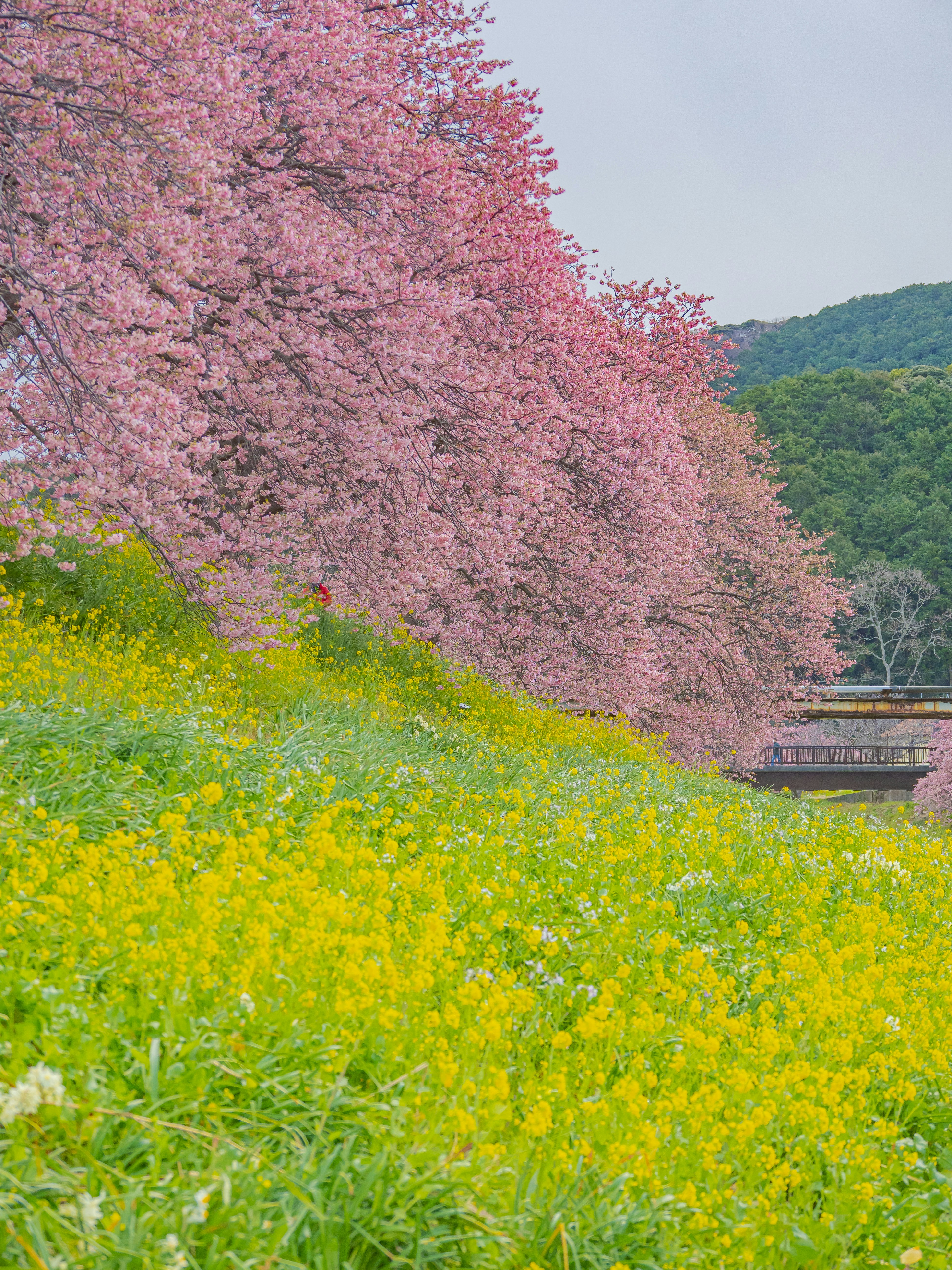 満開の桜並木と菜の花の花畑