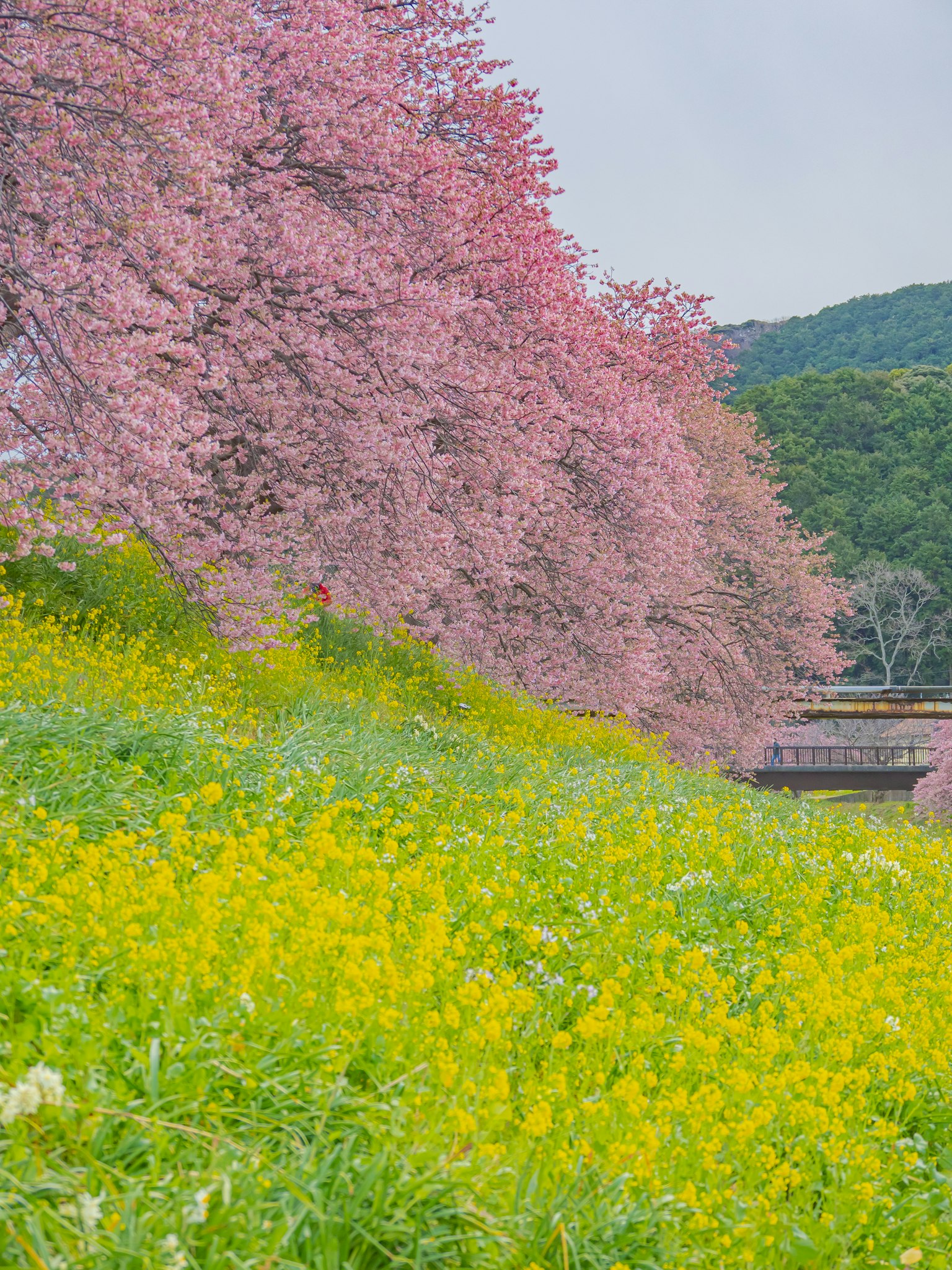 Pemandangan dengan pohon sakura dan ladang bunga kuning