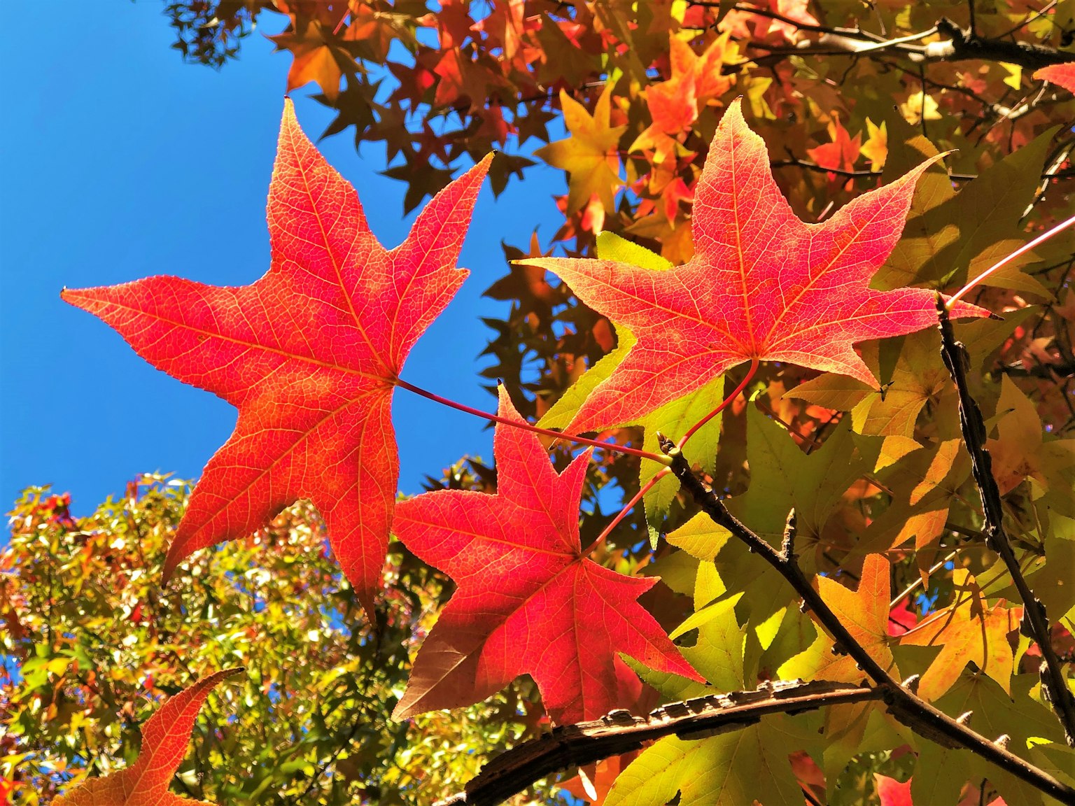 Lebendige rote und orange Blätter strahlen unter einem blauen Himmel in einer herbstlichen Szene