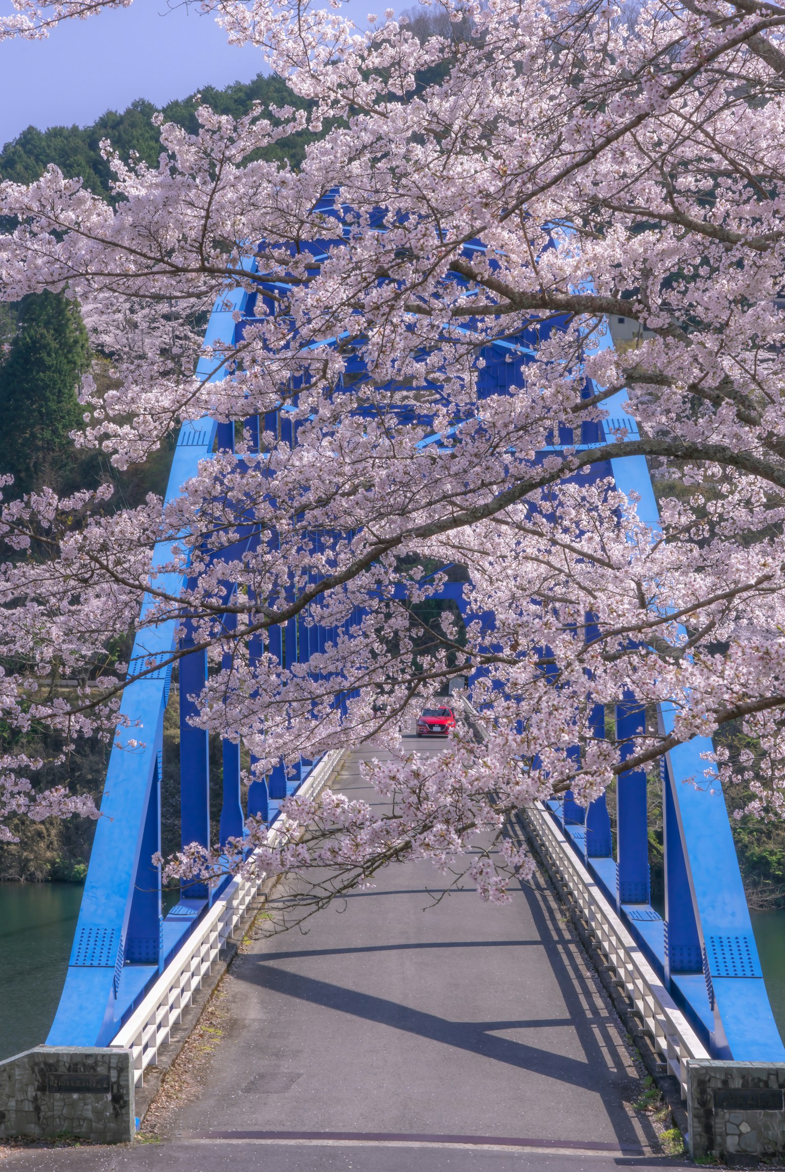 Blauer Brücke, umgeben von Kirschblütenbäumen