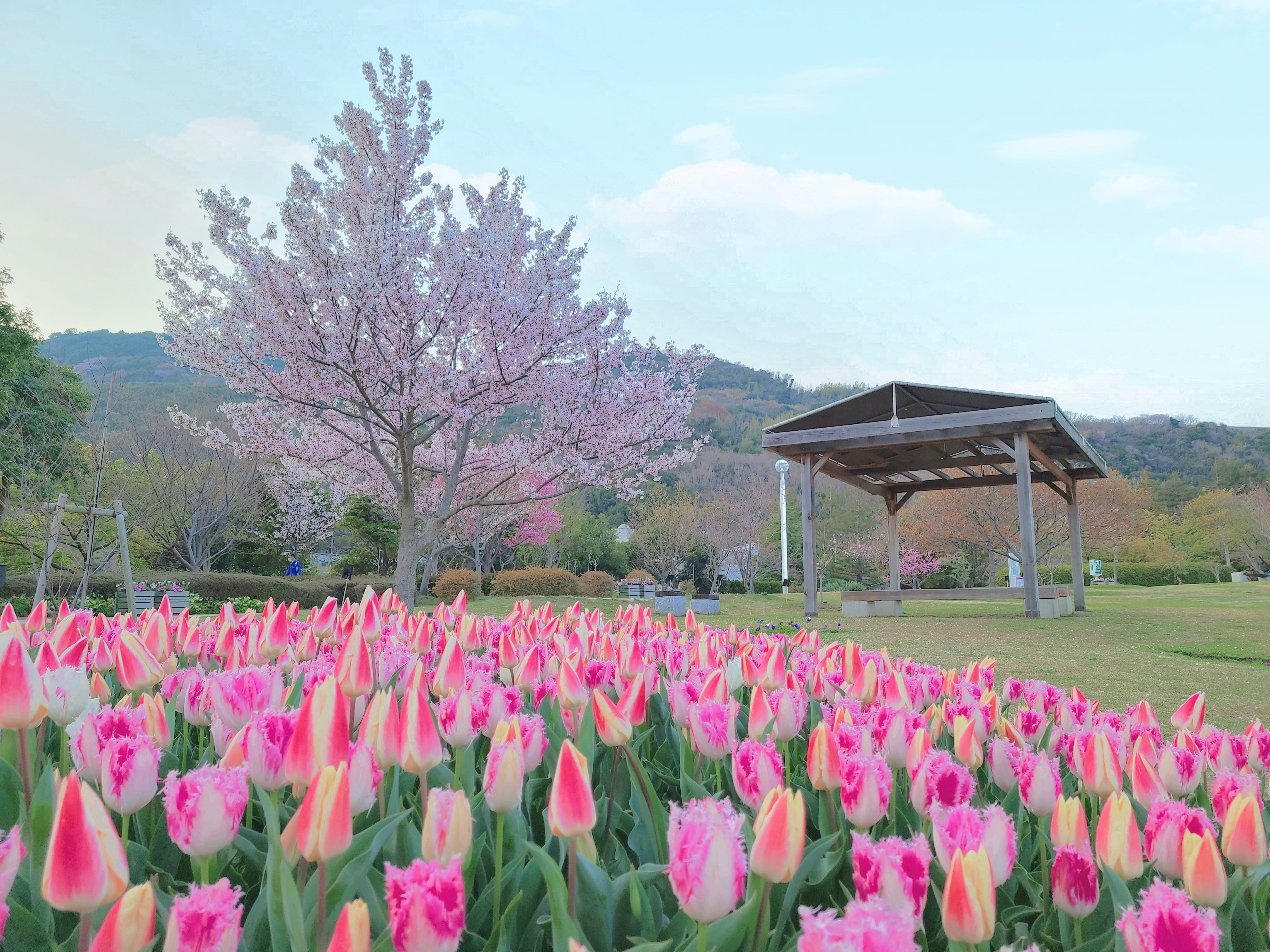 粉色郁金香花田与公园里的木质凉亭