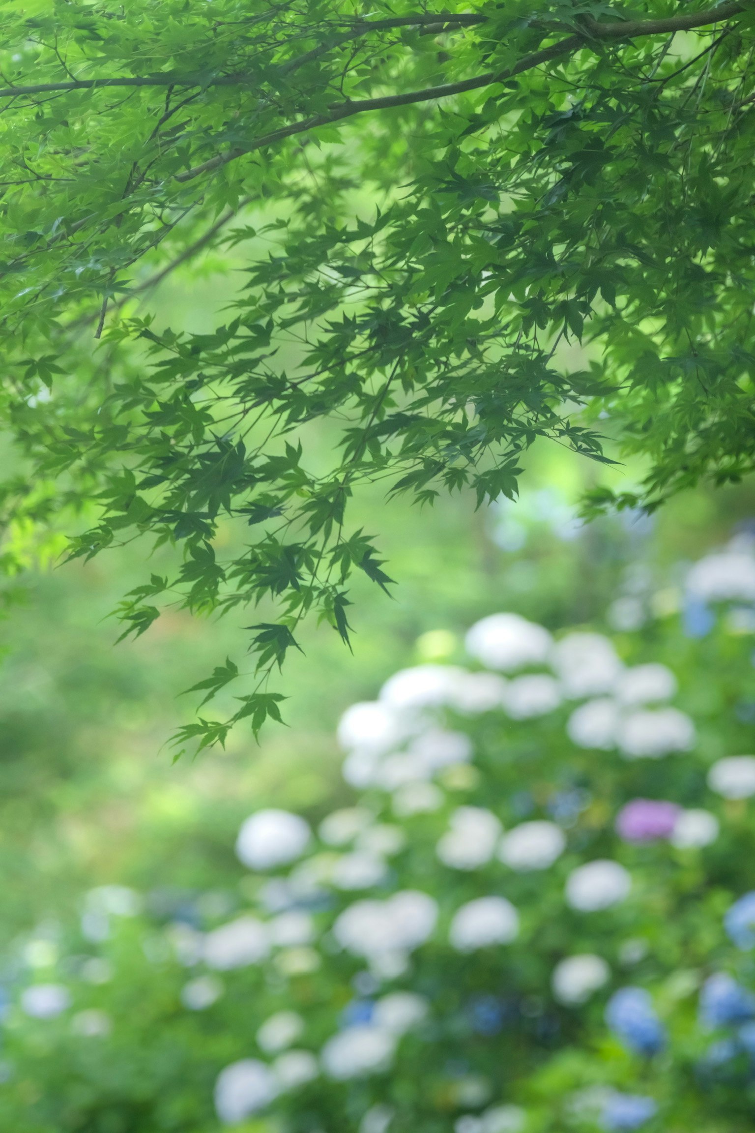 新緑の若葉と柔らかな花のボケ