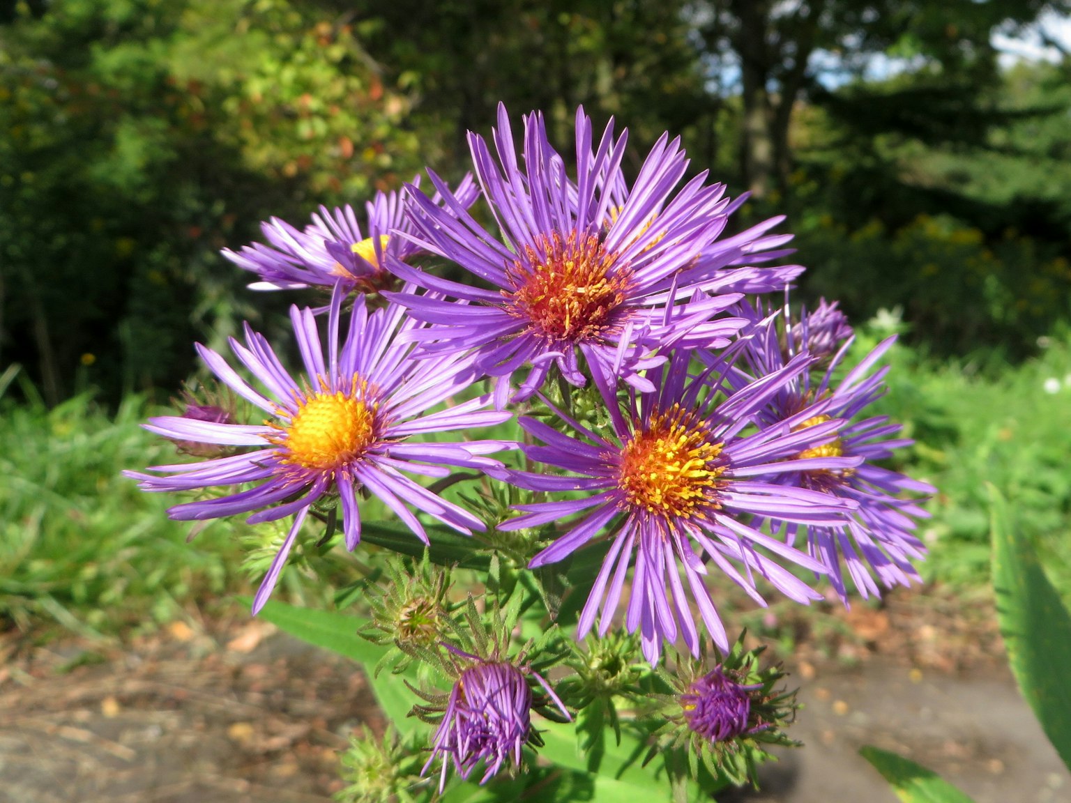 Primo piano di fiori viola con centro giallo su sfondo verde