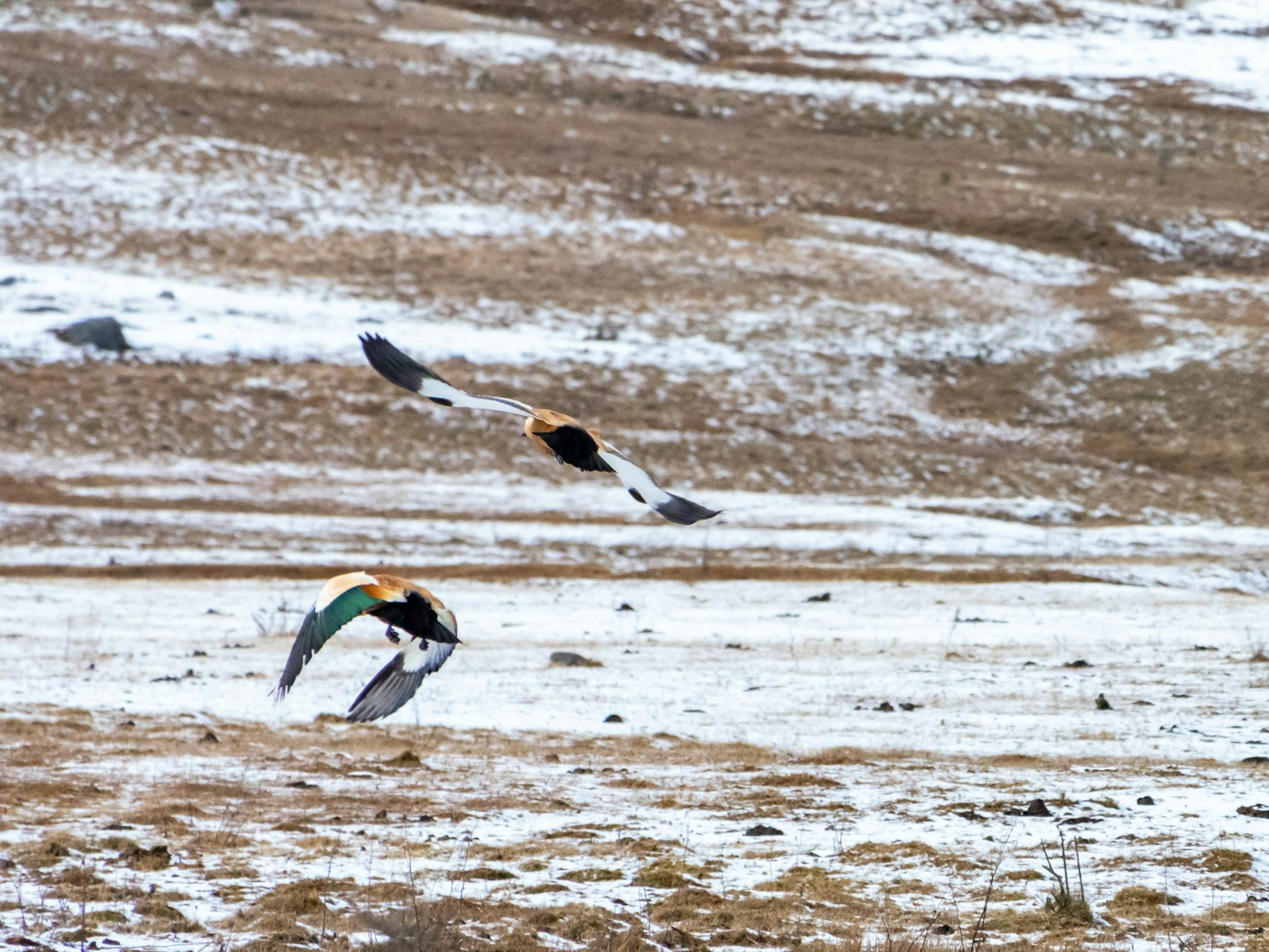 Two birds flying over a snow-covered field
