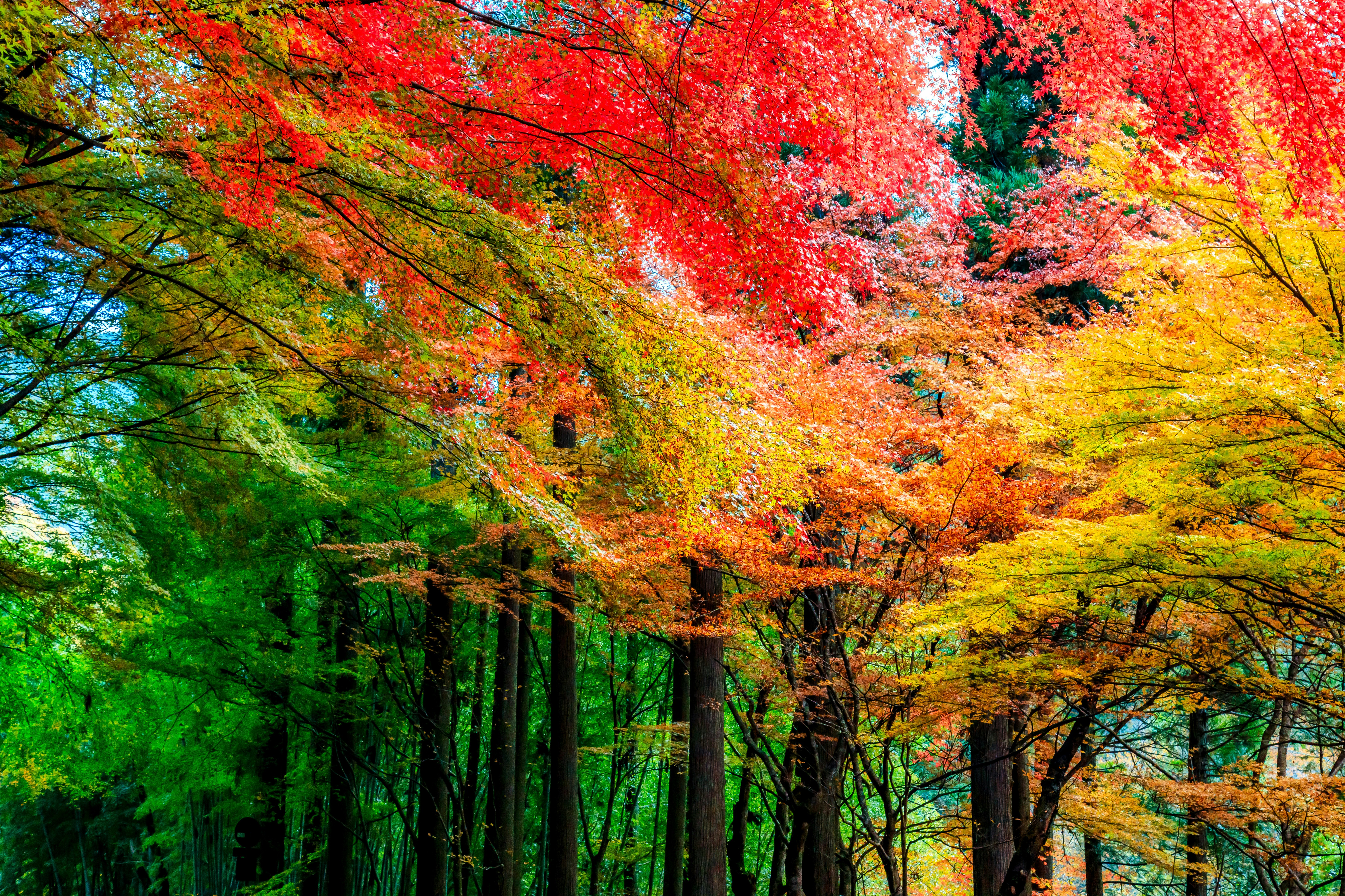 色鮮やかな紅葉が広がる渓谷の自然風景