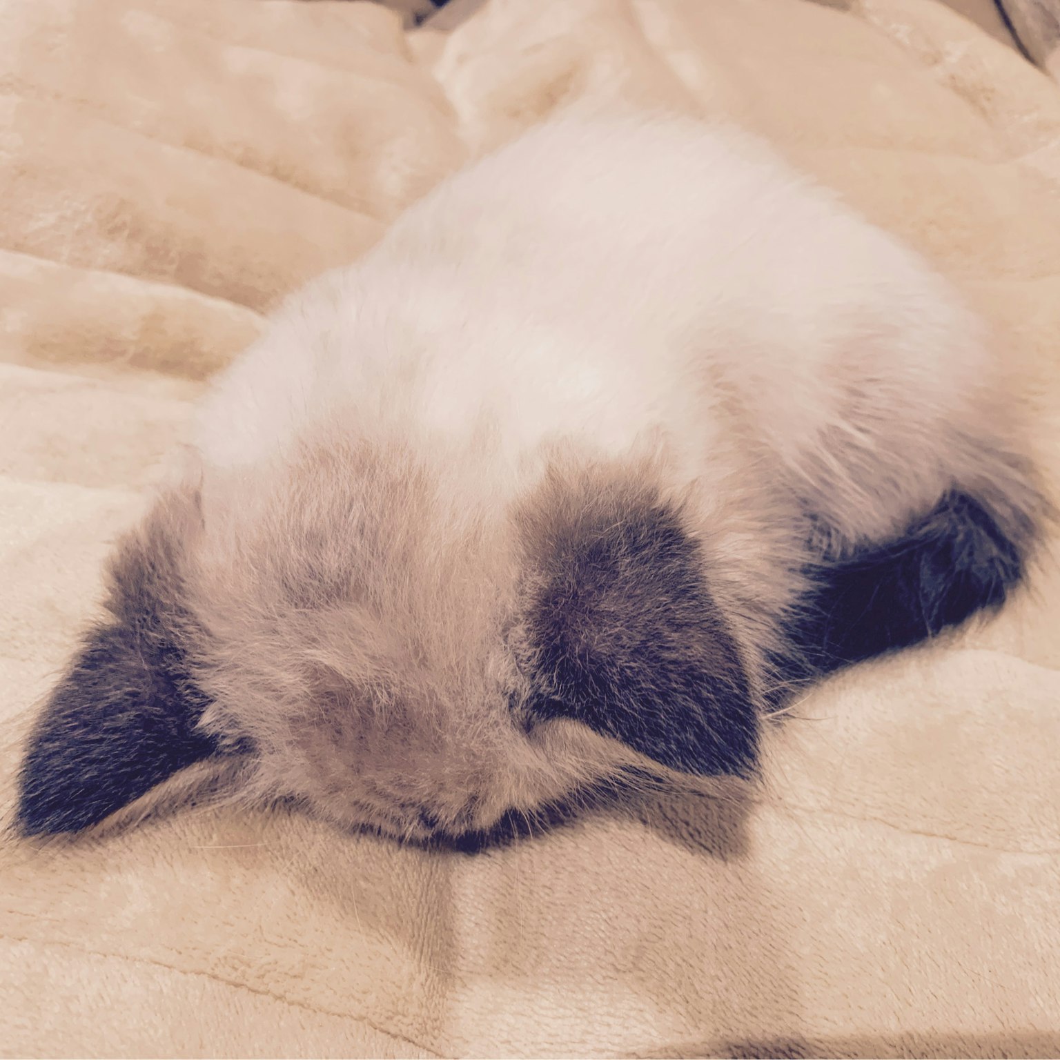 Mèo con nhỏ lông trắng và tai đen đang ngủ