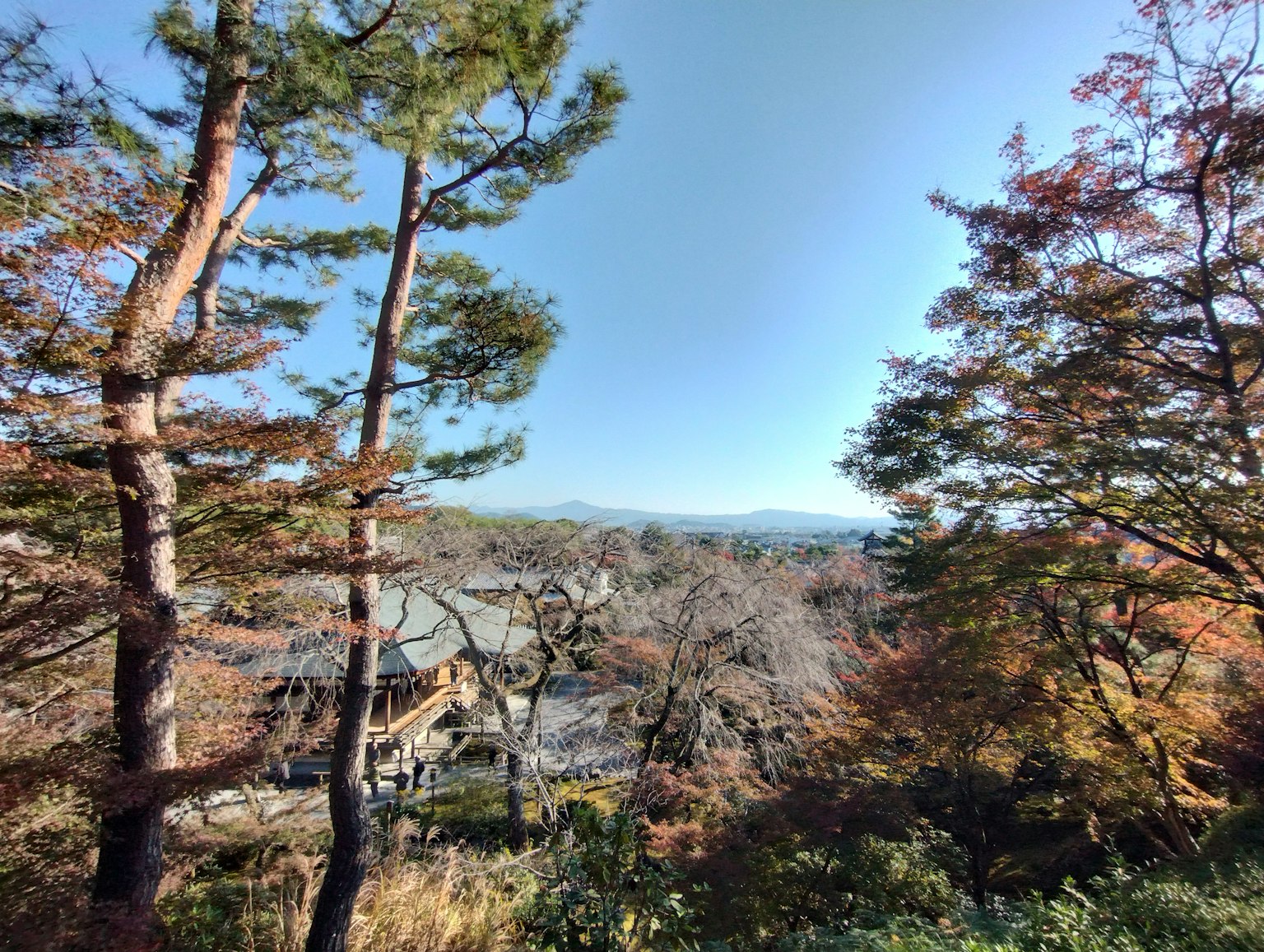 Vista panoramica di foglie autunnali e cielo blu