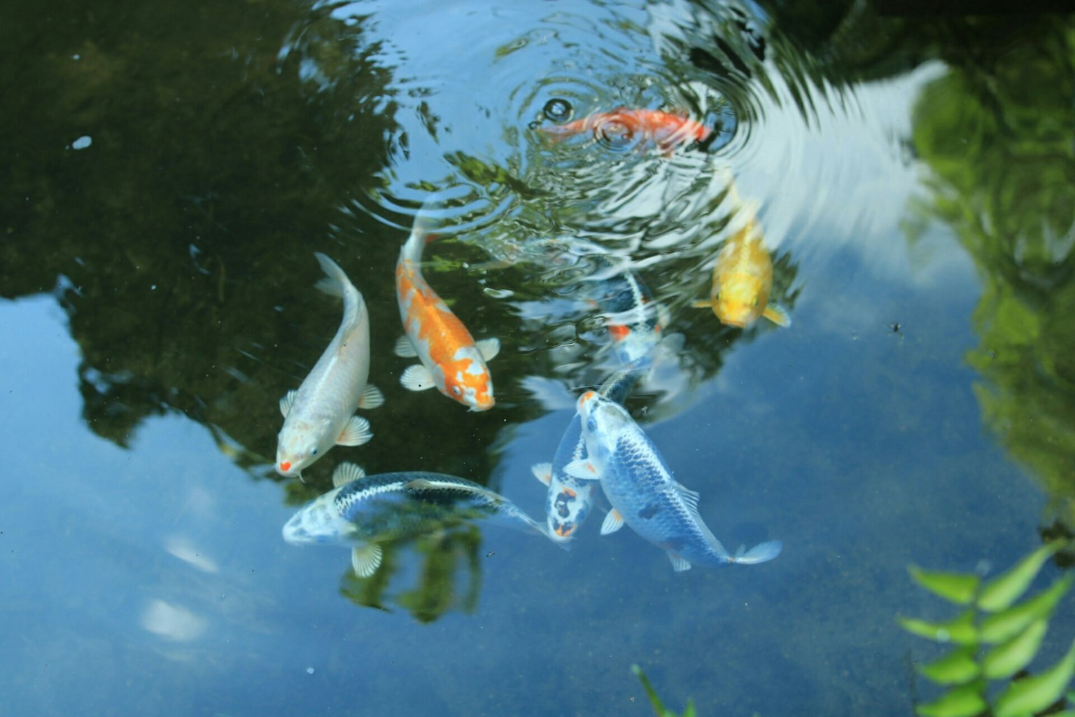 Des poissons koi colorés nageant dans un étang