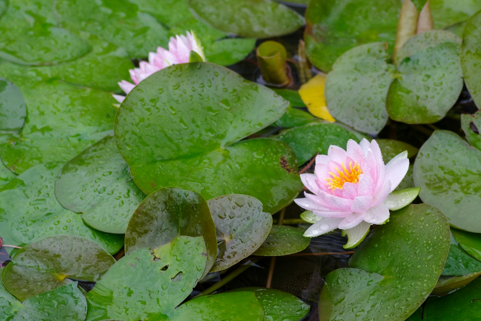 ดอกบัวสีชมพูบานอยู่บนผิวน้ำของใบบัวสีเขียว